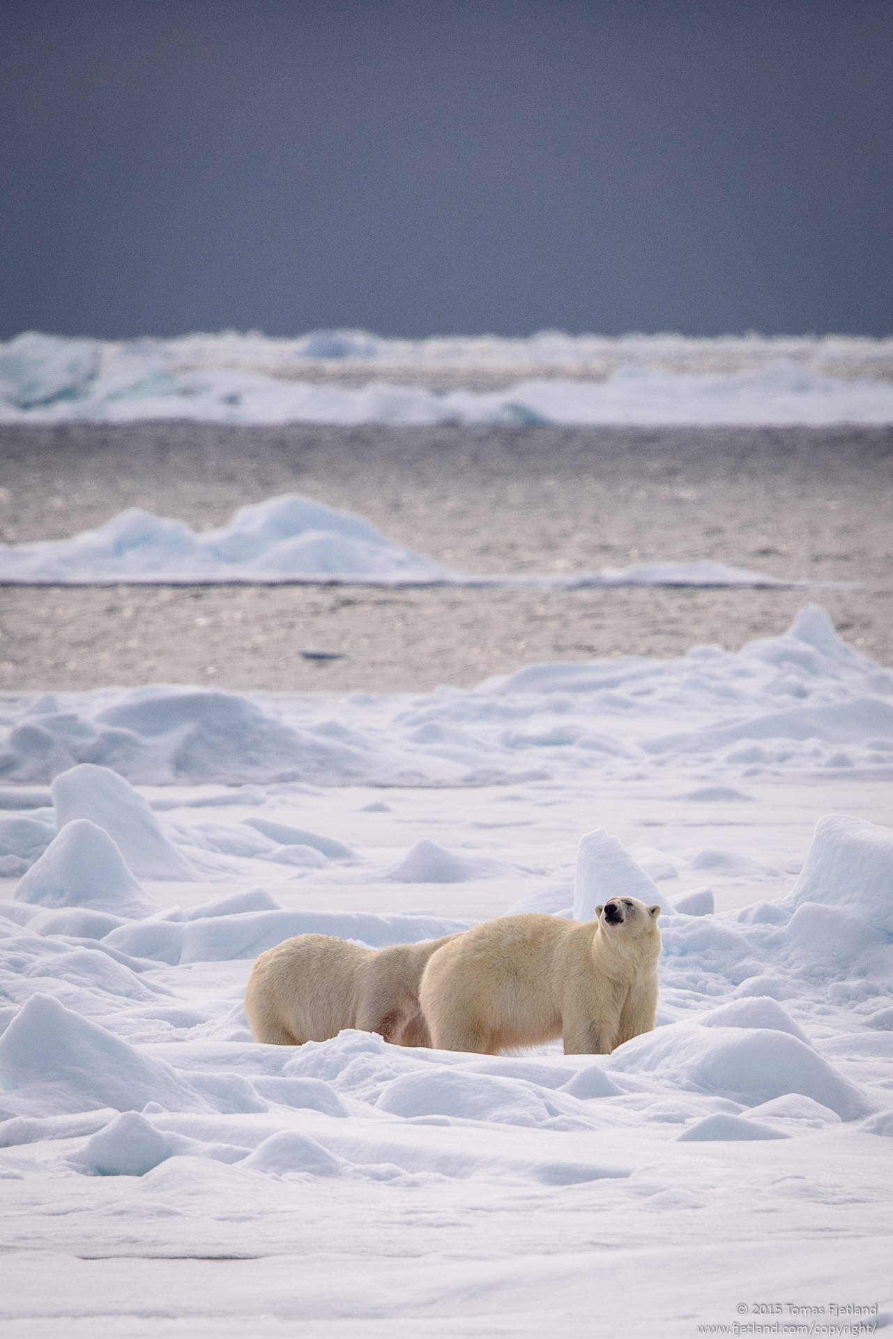 Two polar bears by a seal kill