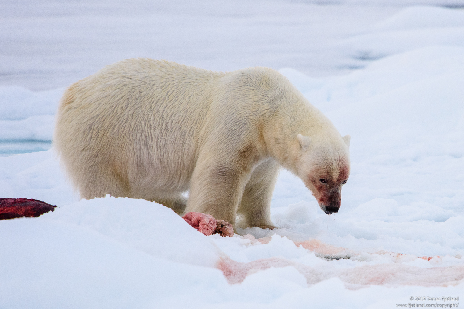 Polar bear having a sip of water
