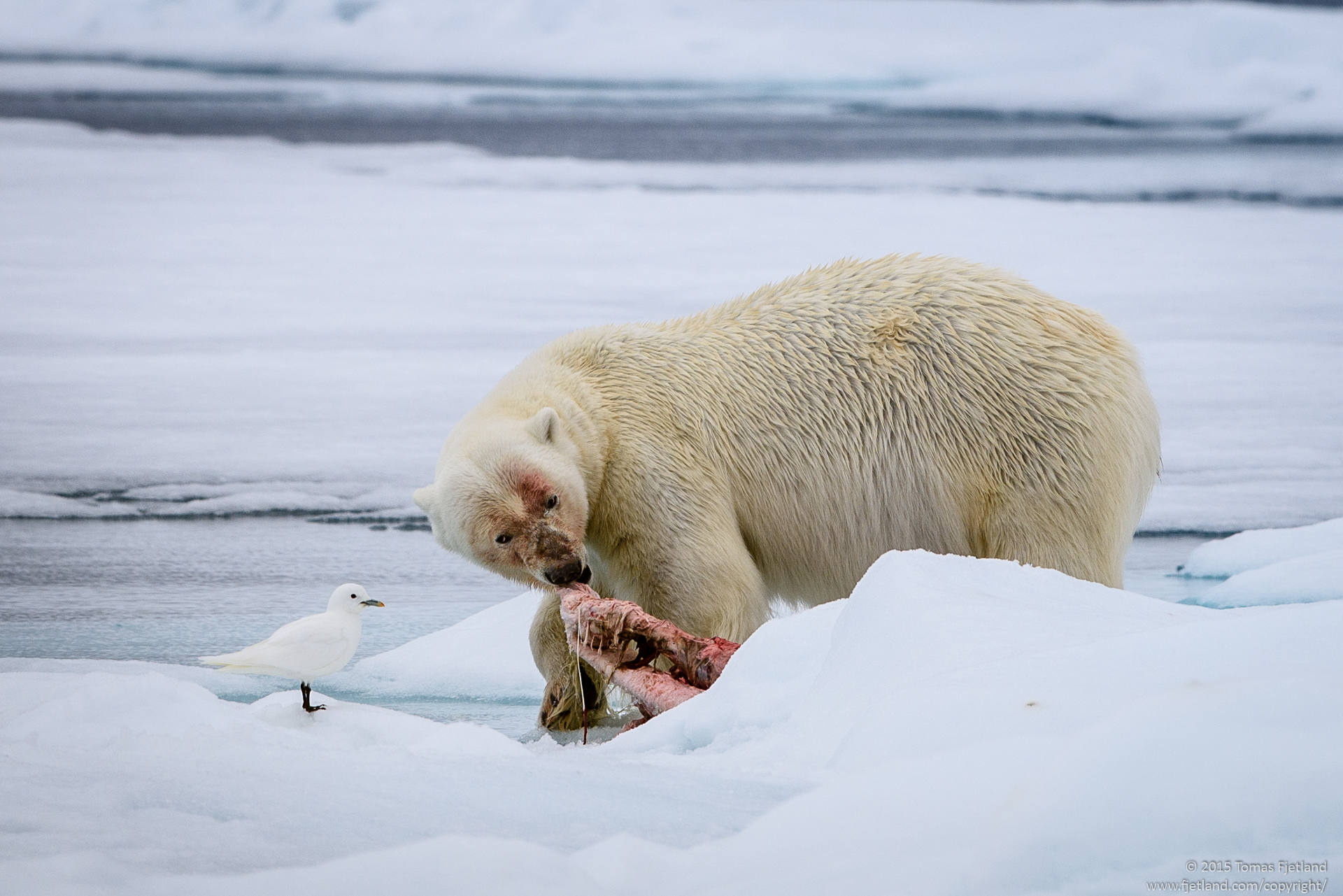 Polar bear giving an Ivory gull the evil eye