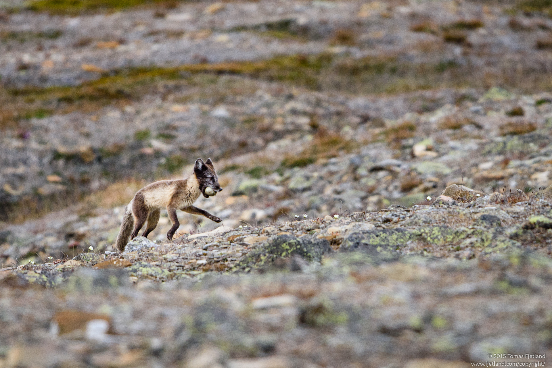 Arctic fox stealing eggs from a pond just outside of Longyearbyen