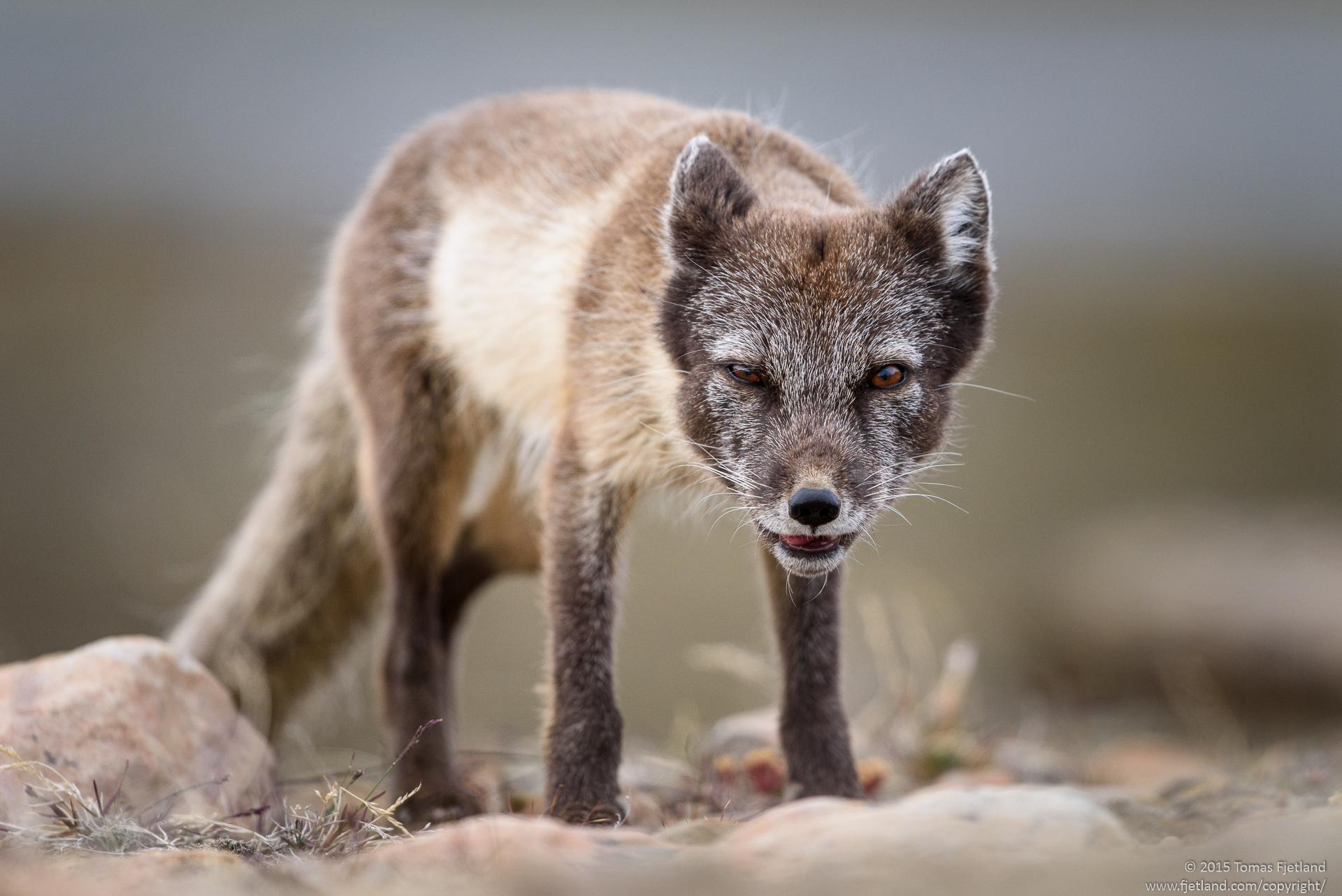Curious and cunning Arctic fox