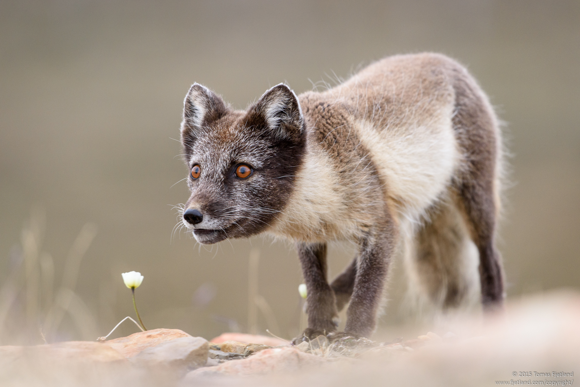 Curious Arctic fox