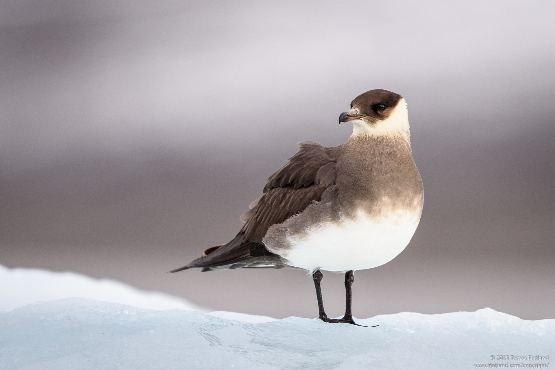 Also known by the descriptive name parasitic jaeger, the arctic skua is an amazing food thief
