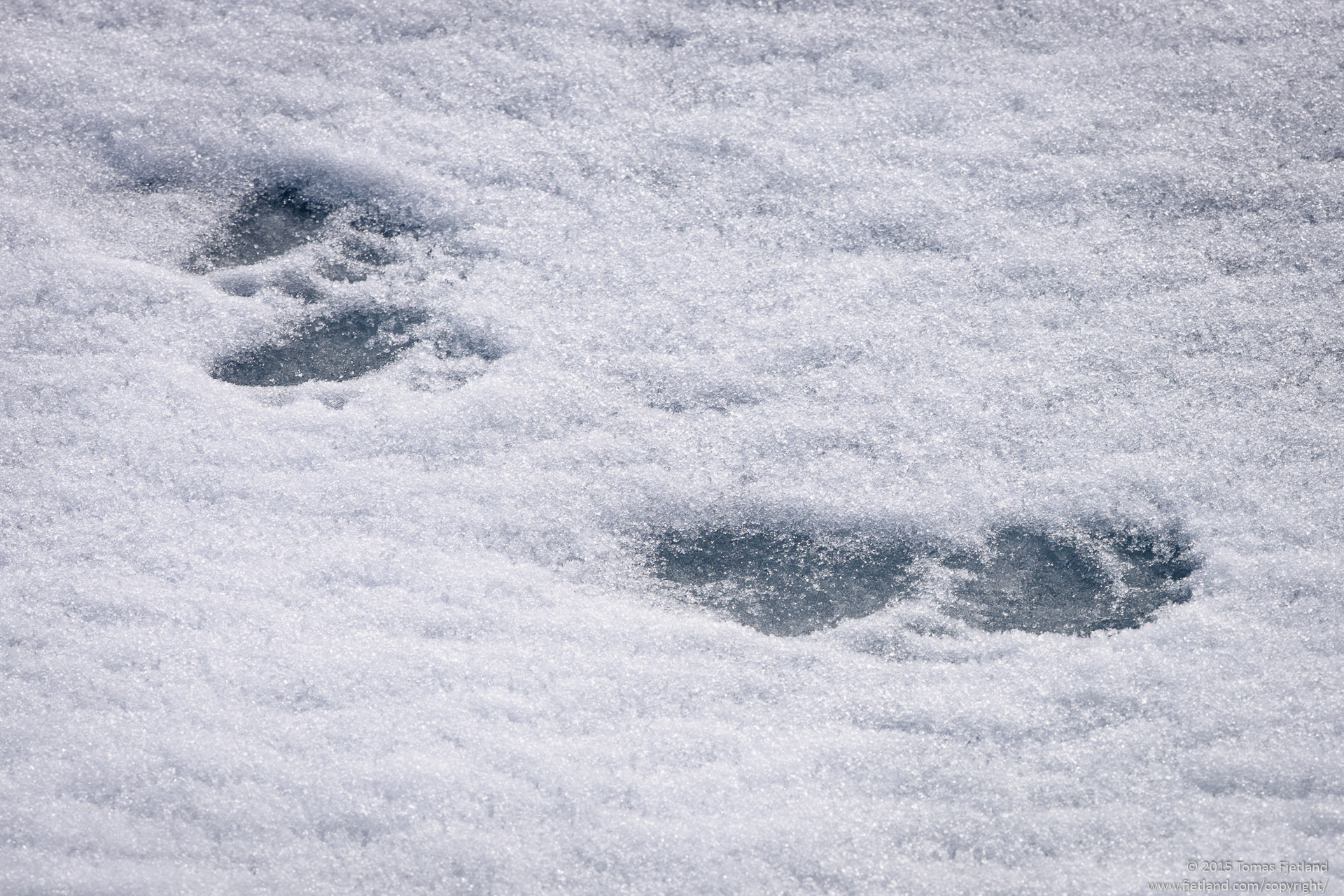 First signs of polar bears on our trip; tracks in the seaice north of Spitsbergen