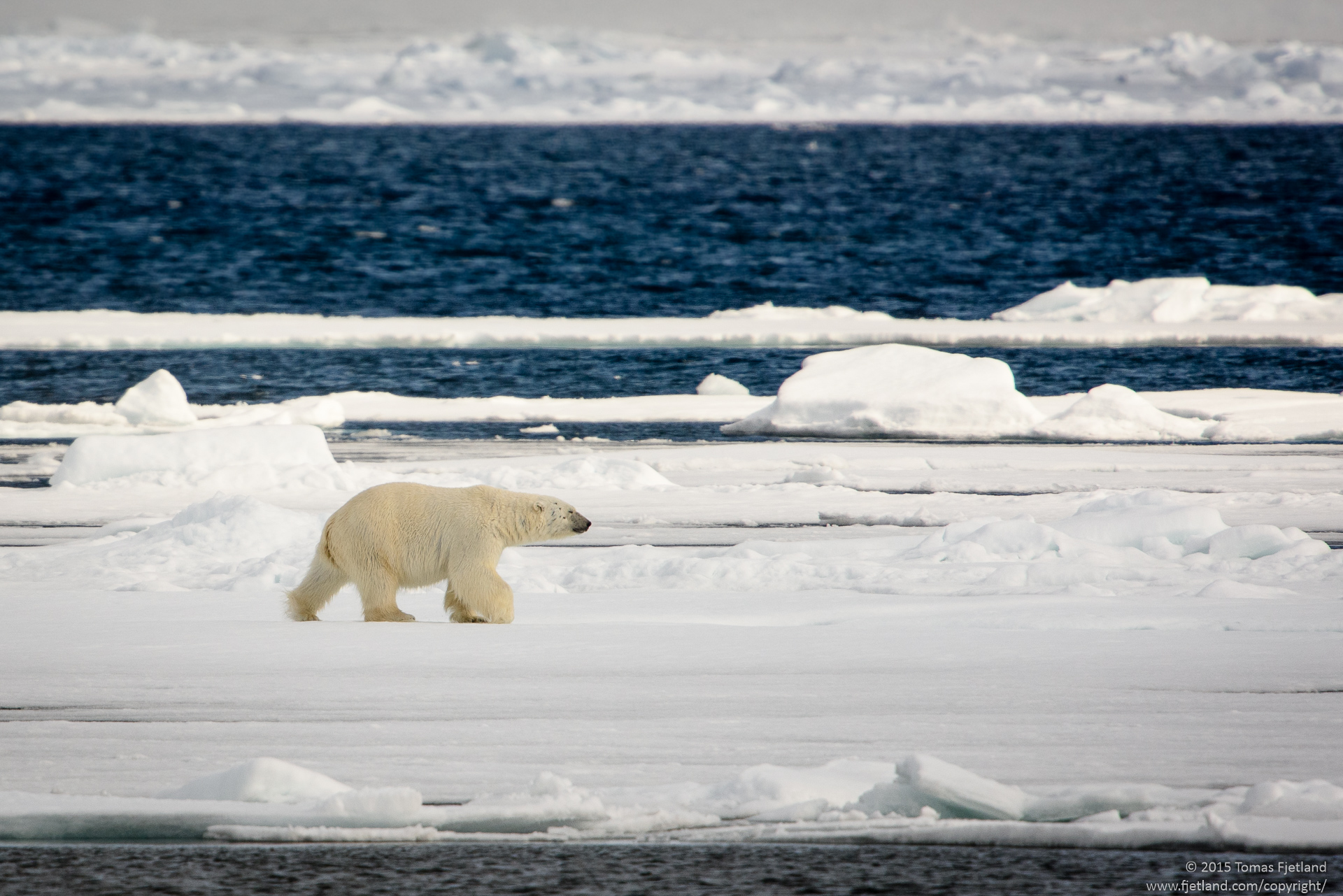 Polar bear in the sea ice
