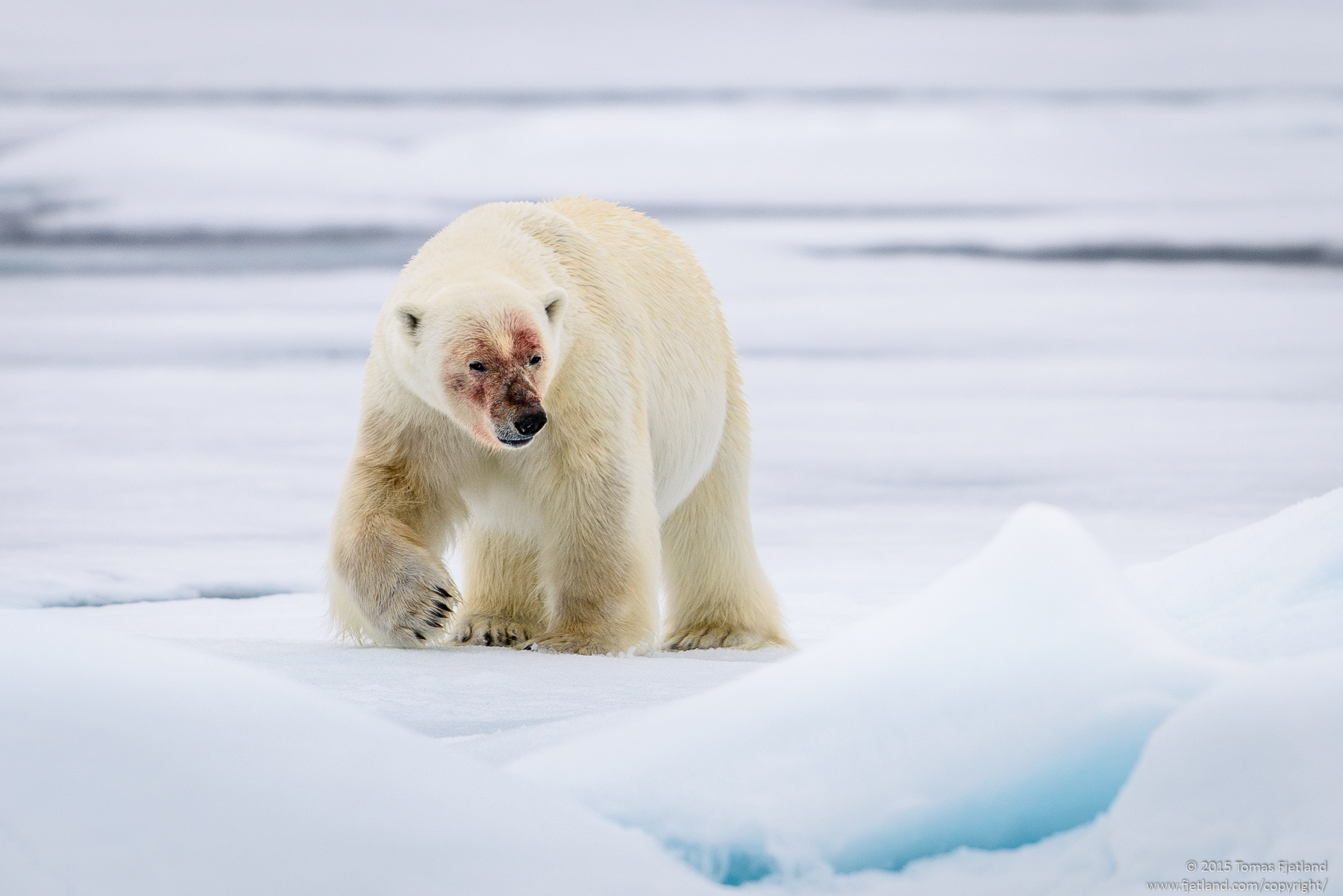 Polar bear in sea ice