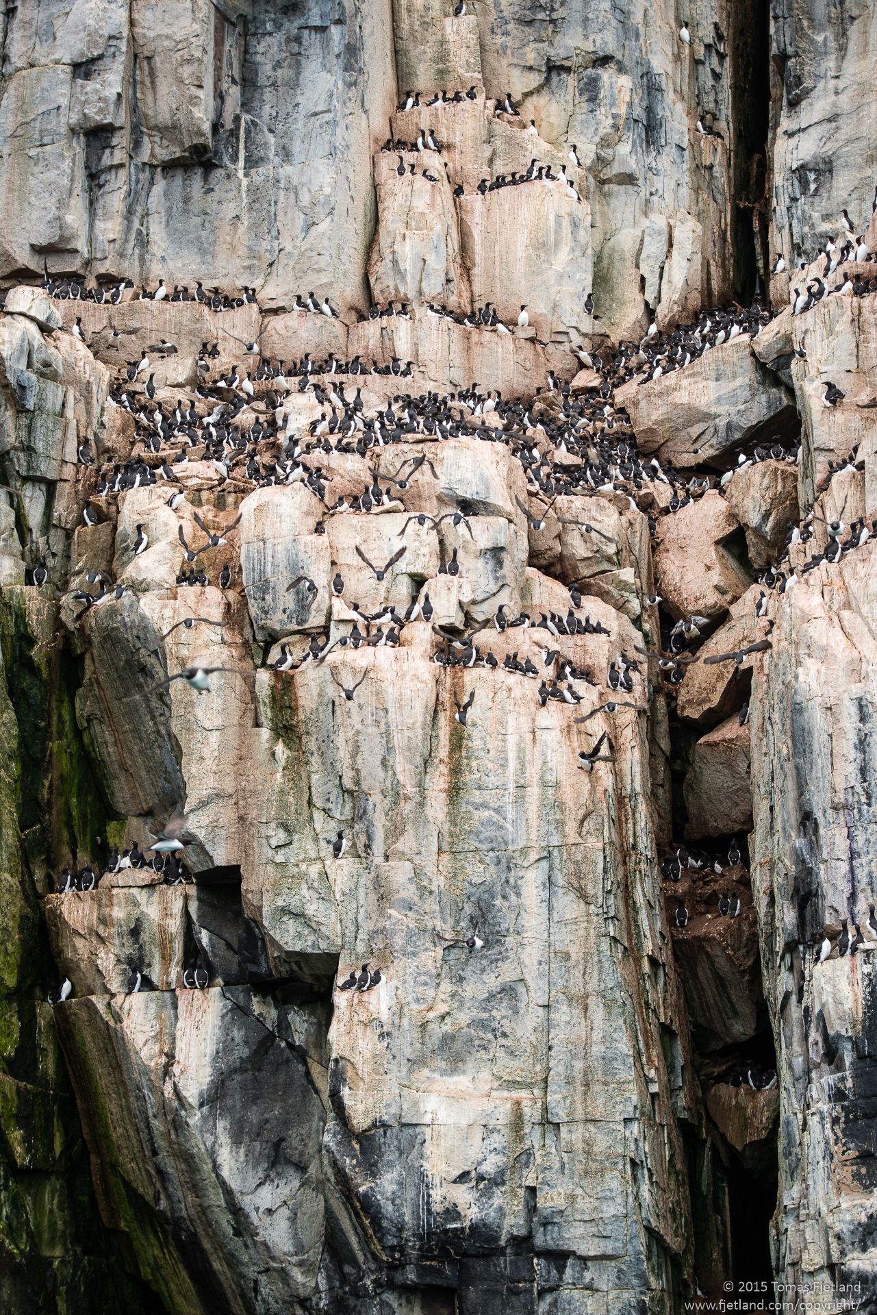 Every available spot in the cliffs are filled with Brünnich's guillemot