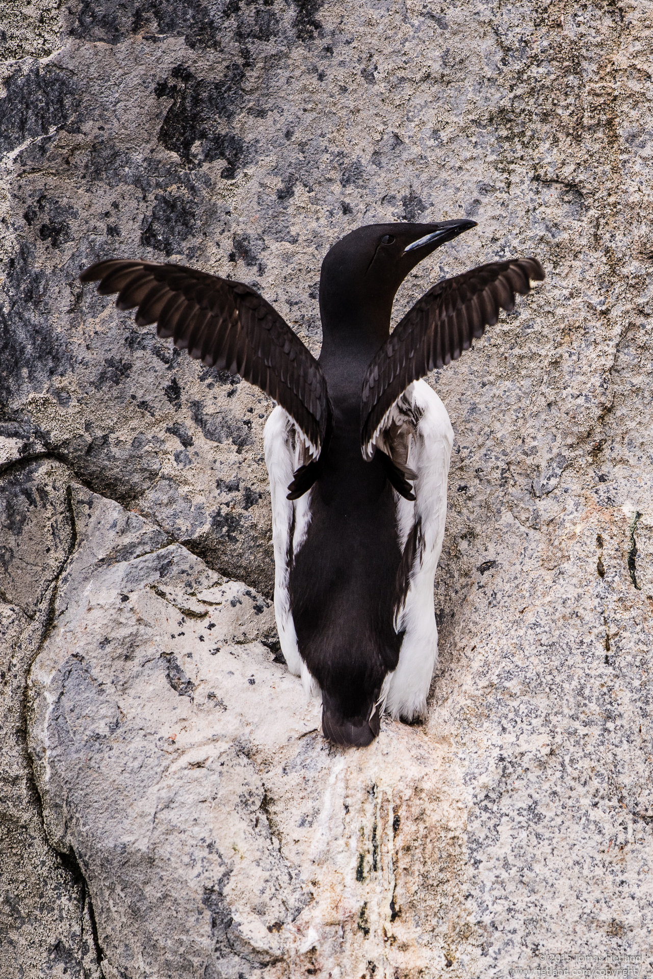 Brünnich's guillemot trying to fit into the last unclaimed dent in the cliffside