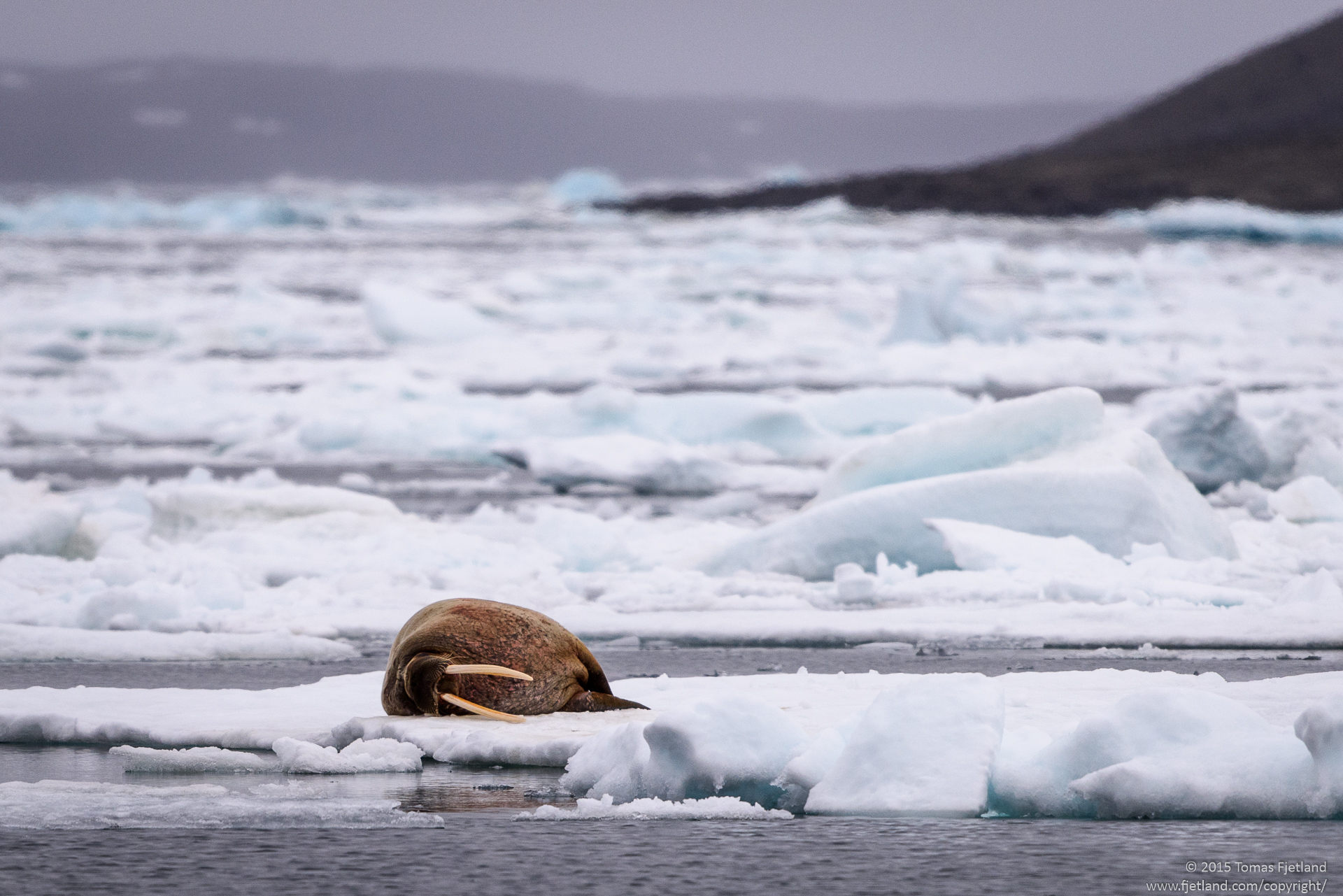 Relaxed walrus on a sheet of seaice