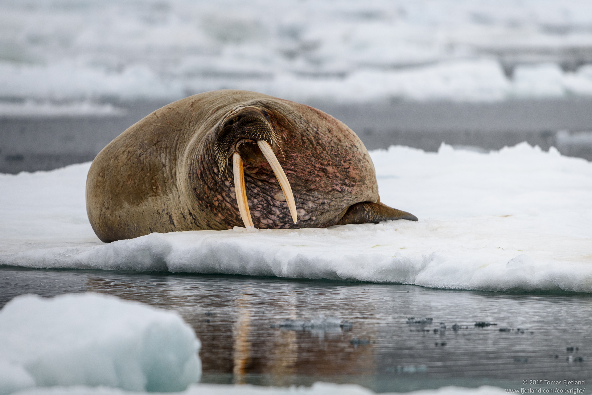 Walrus checking out the visitors