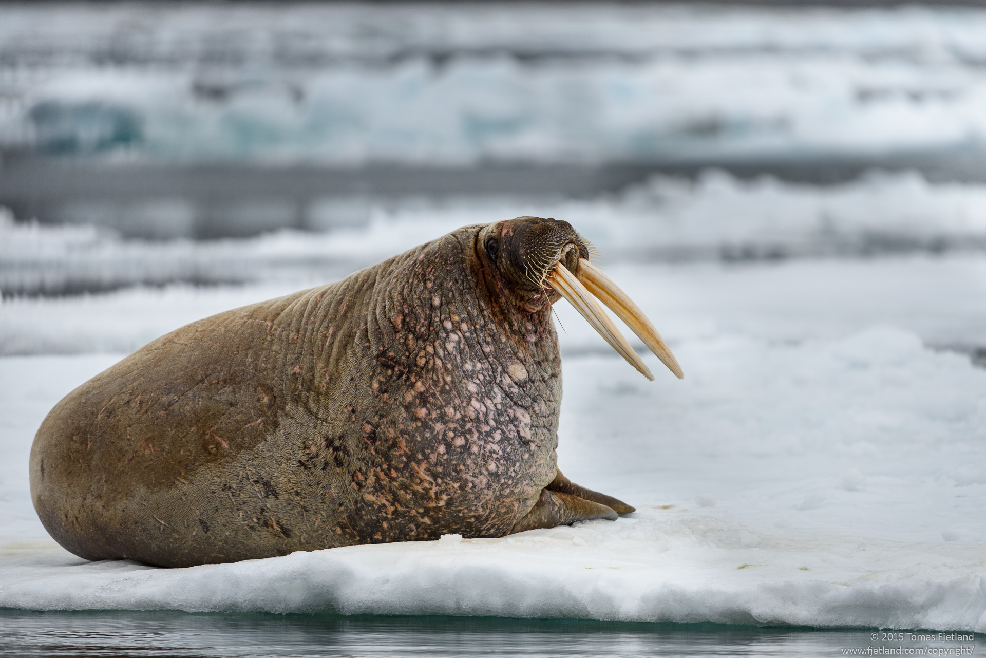 Walrus on seaice