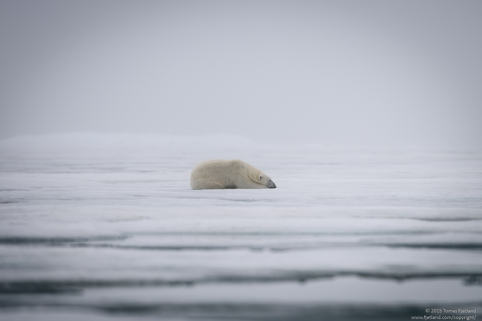 Polar bear isolation