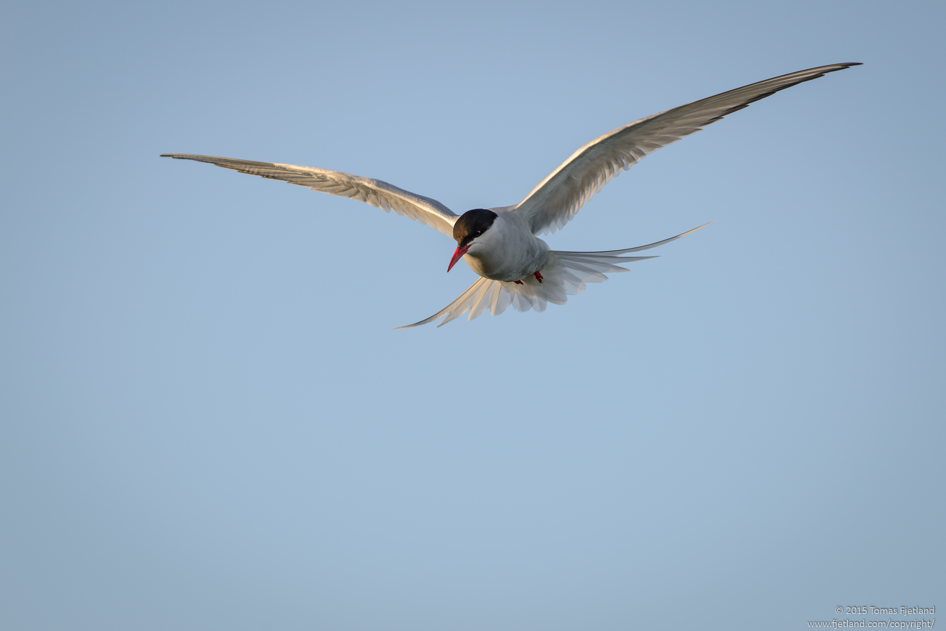 Arctic tern scouting for shrimps, mollusks and anything else the walruses whirl up