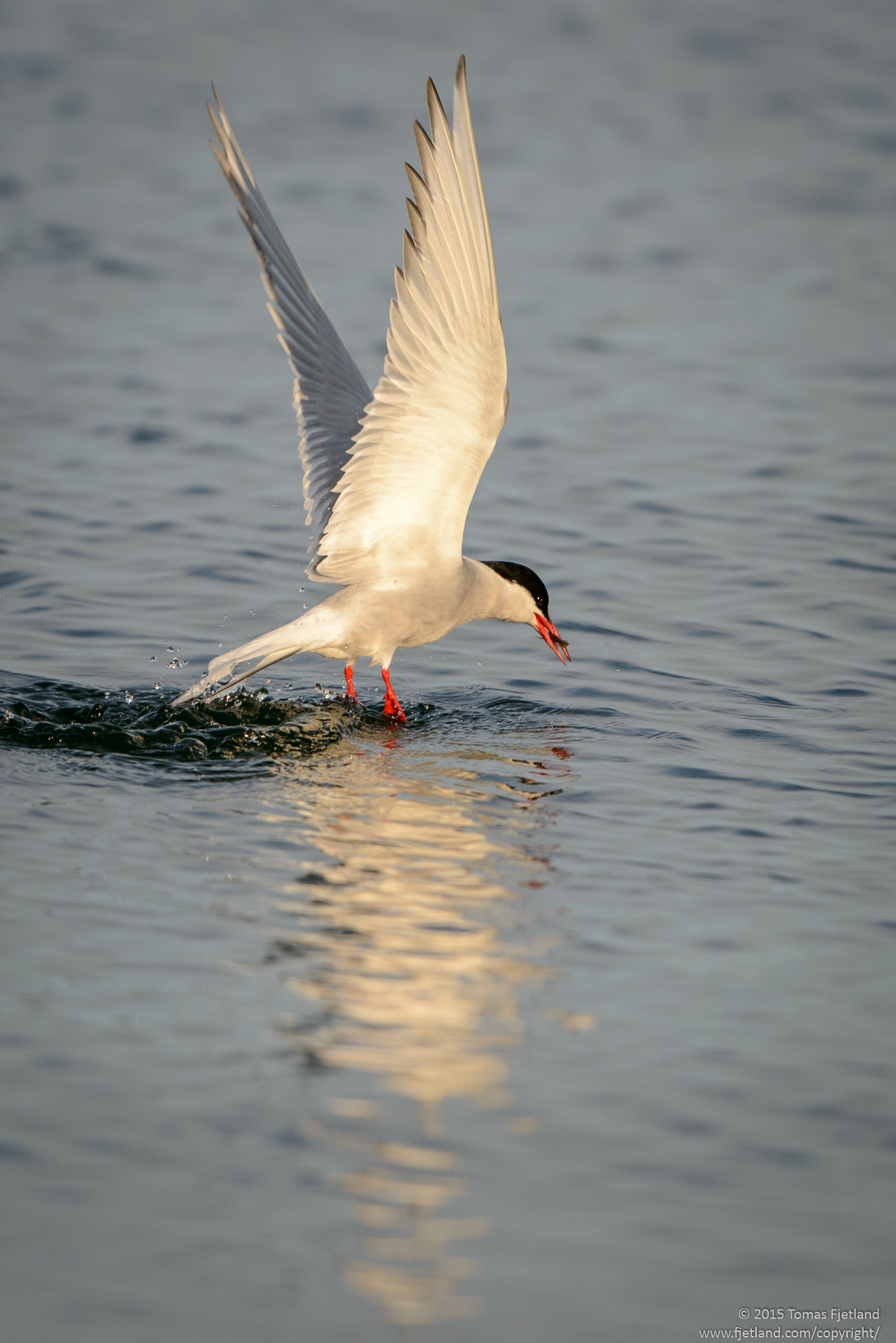Arctic tern fishing
