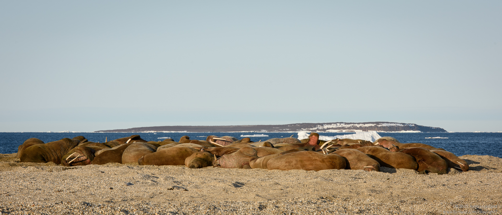 A walrus colony basking in the midnight sun
