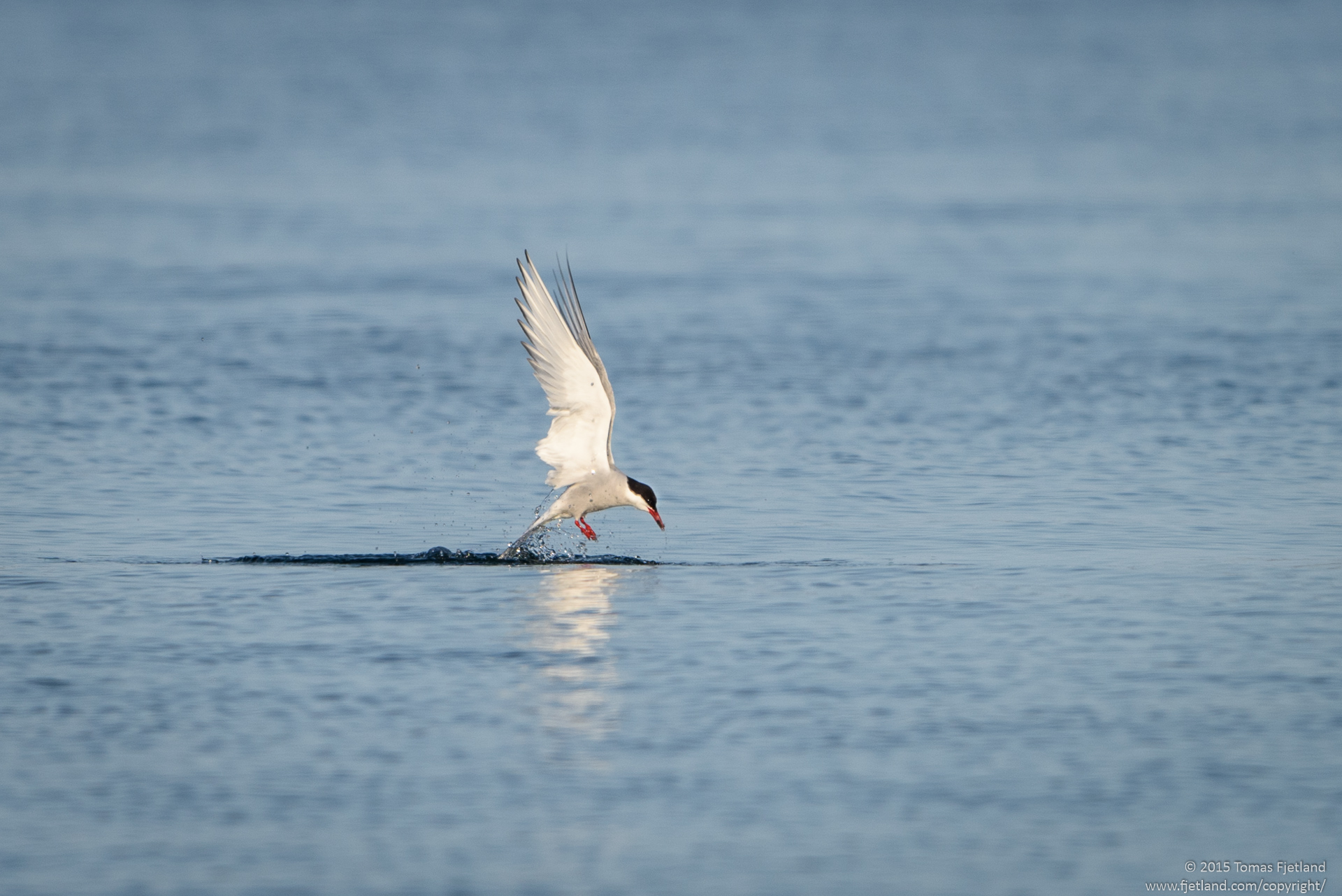 Arctic tern fishing