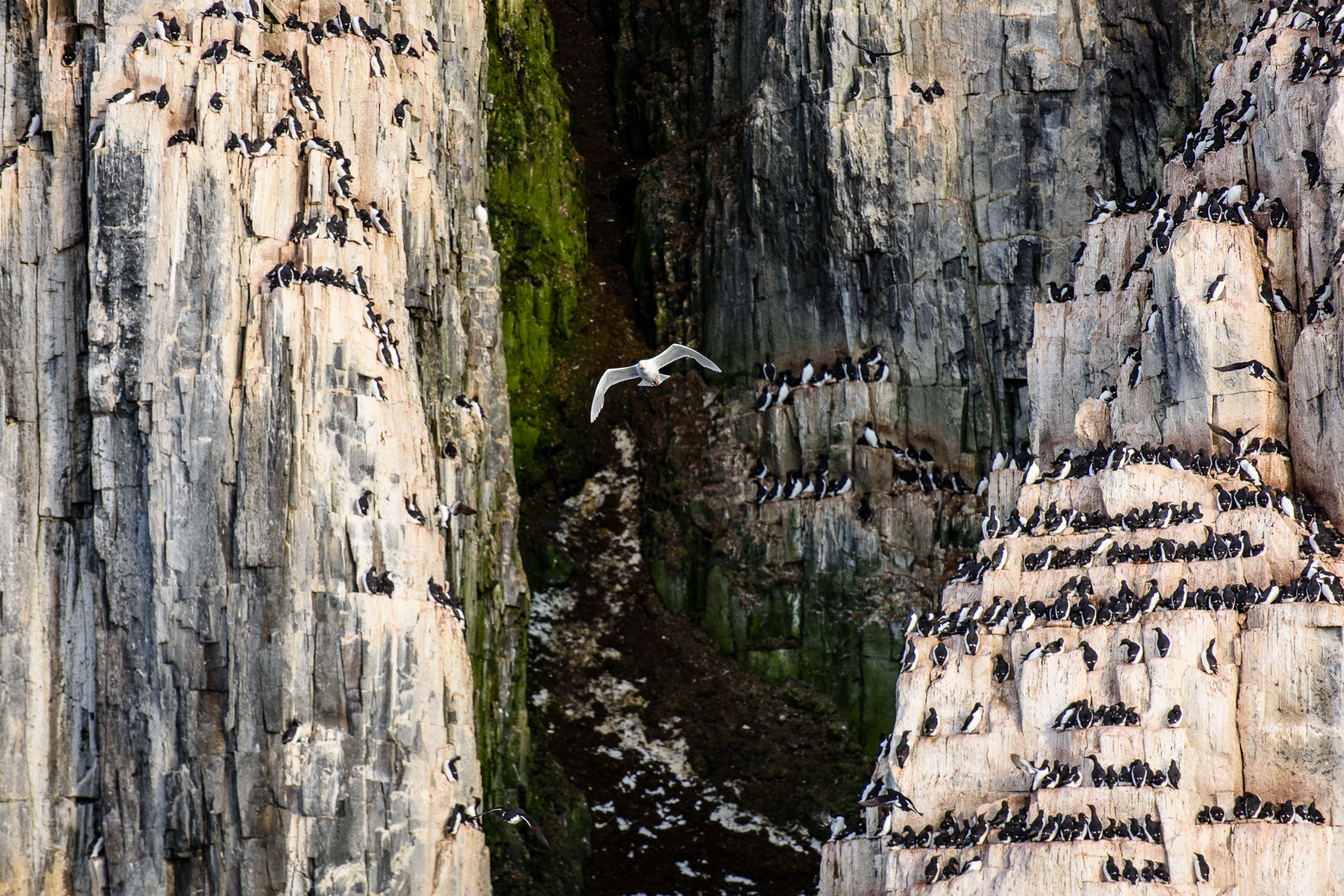 A Glauceous gull patrolling the bird cliffs for unattended Brünnich's guillemot chicks