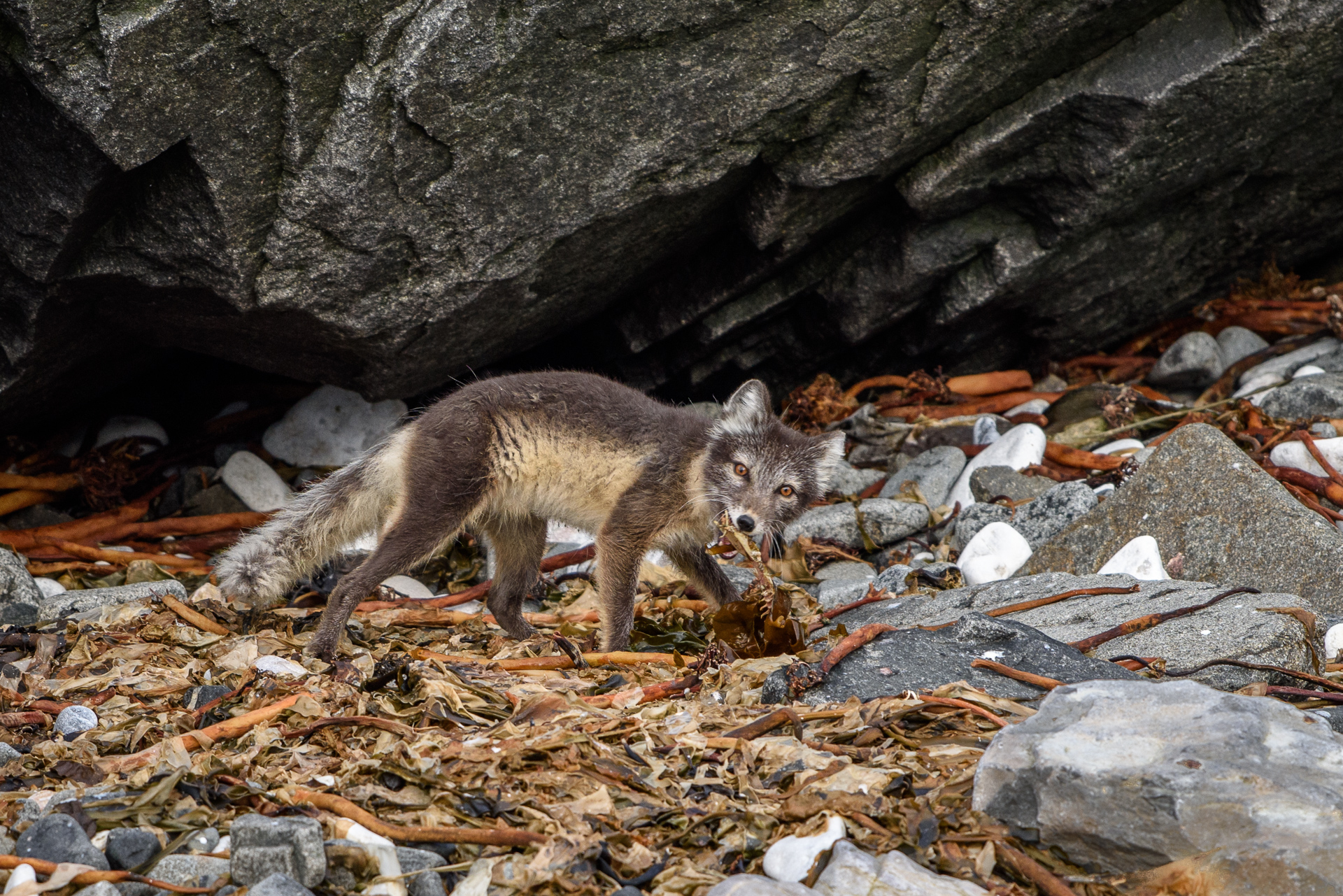 Arctic fox digging up an old skeleton at the beach under the cliffs