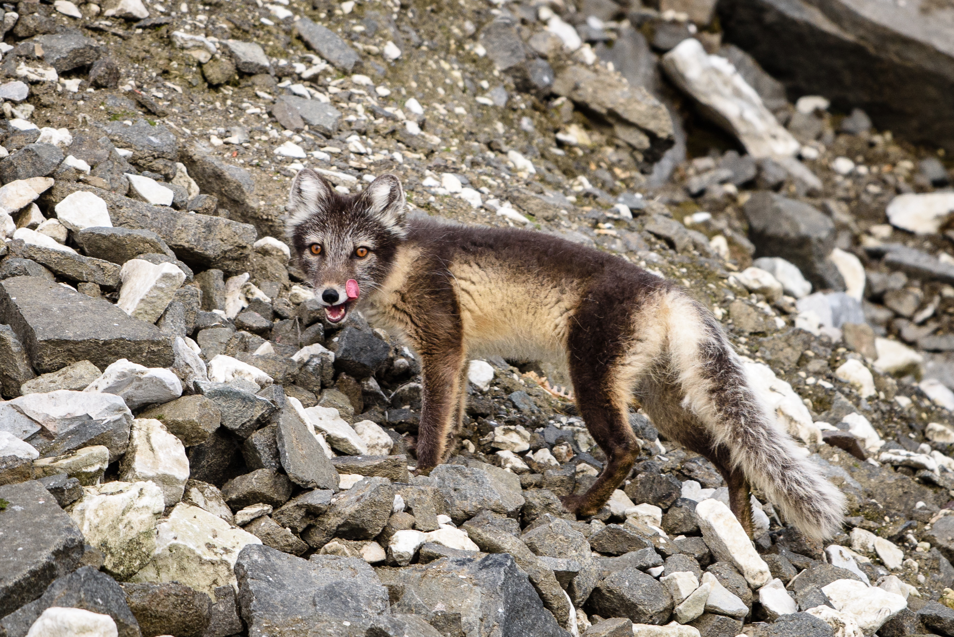 Arctic fox discovering tasty in the rockslide slopes of the cliffs