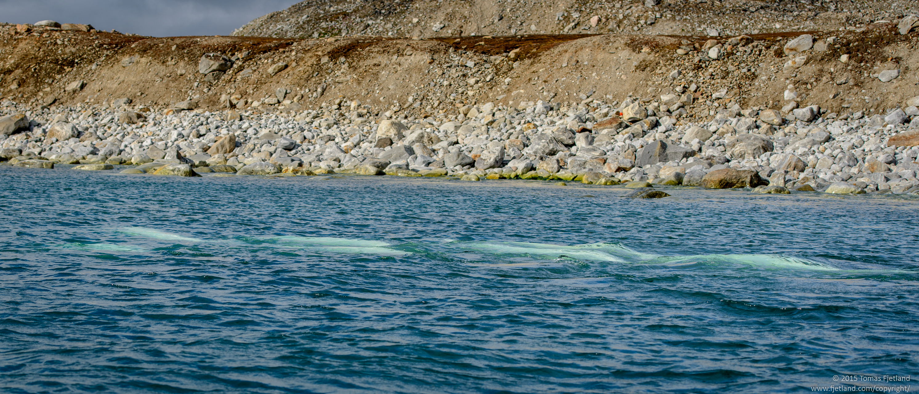 Belugas moving back and forth along the shore near the inlet to Magdalenafjorden