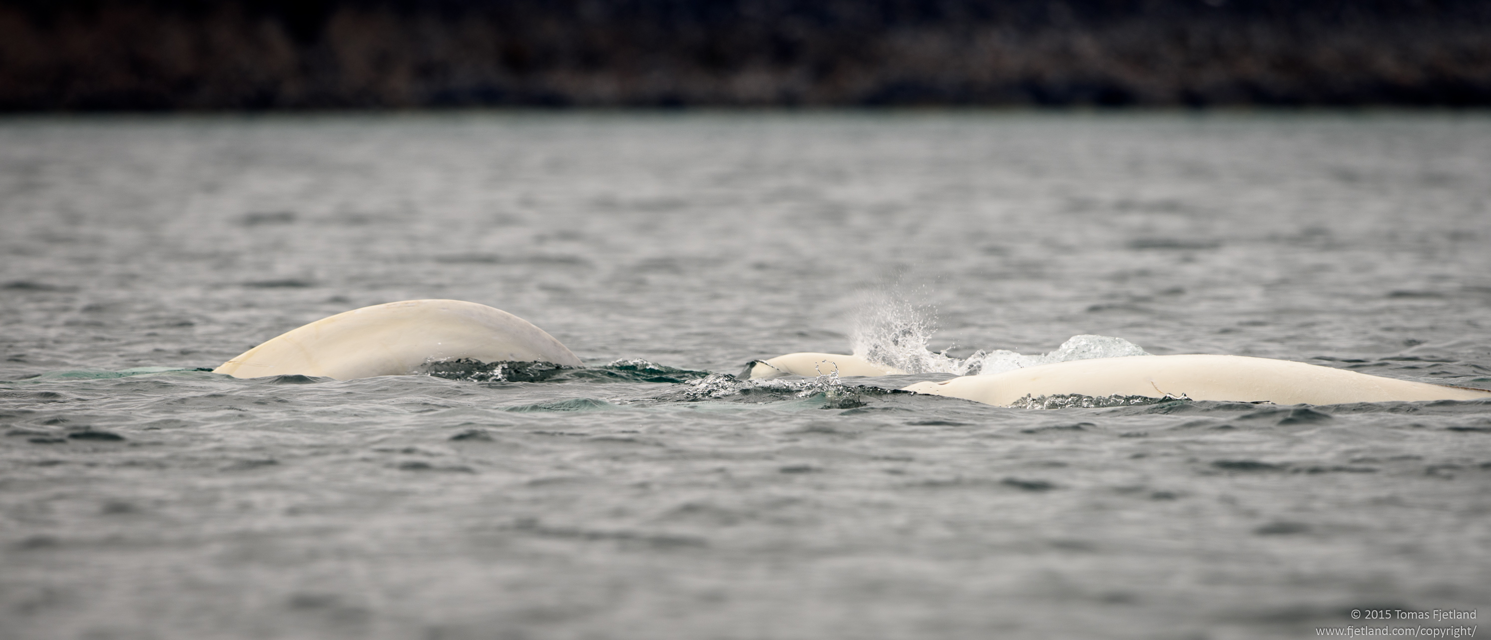Group of Belugas