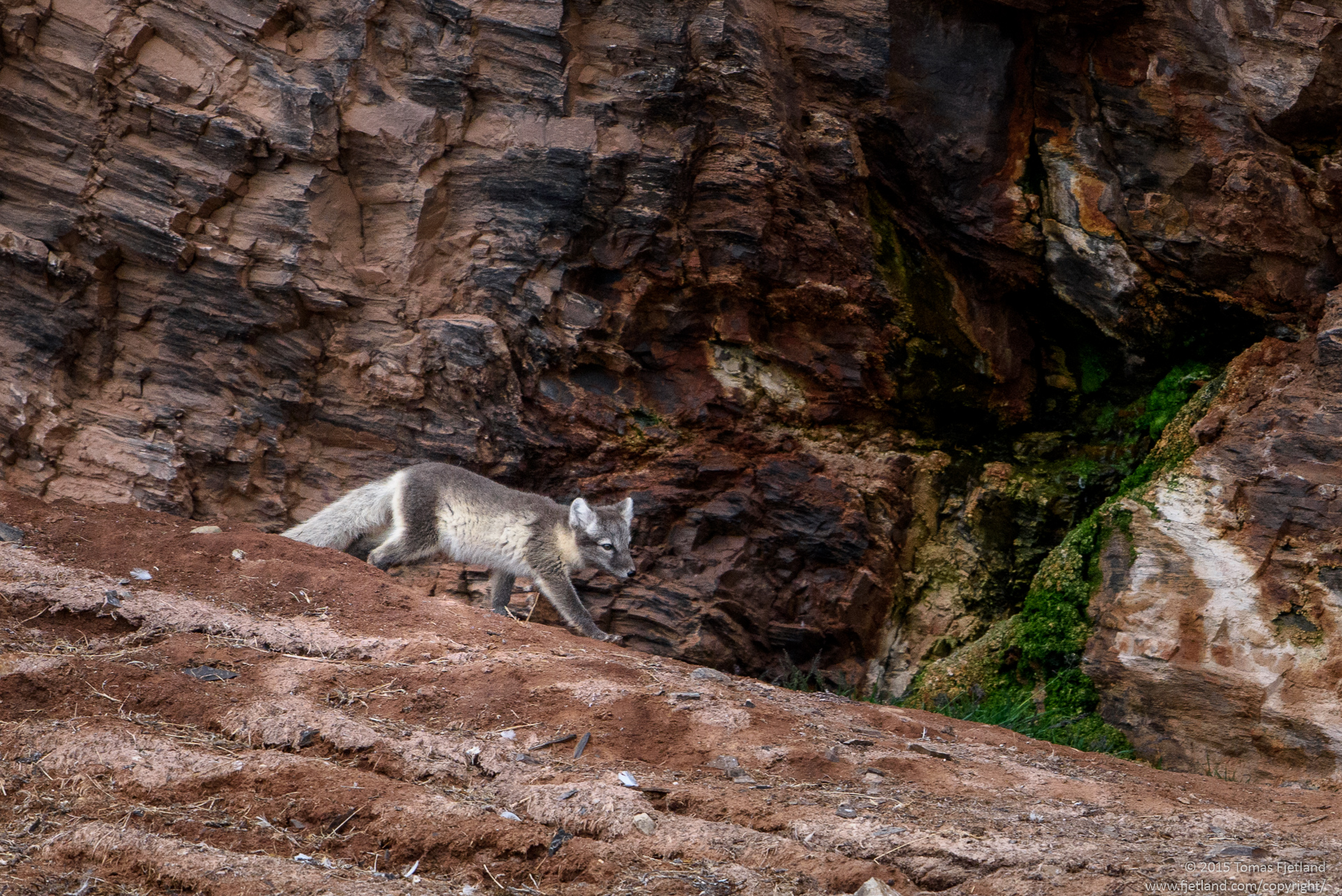 Arctic fox cub patroling below the bird cliffs at Ossian Sarsfjellet
