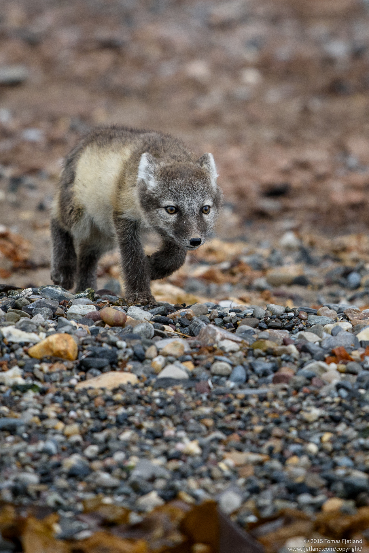 Arctic fox cubs exploring the fascinating scents at the beach