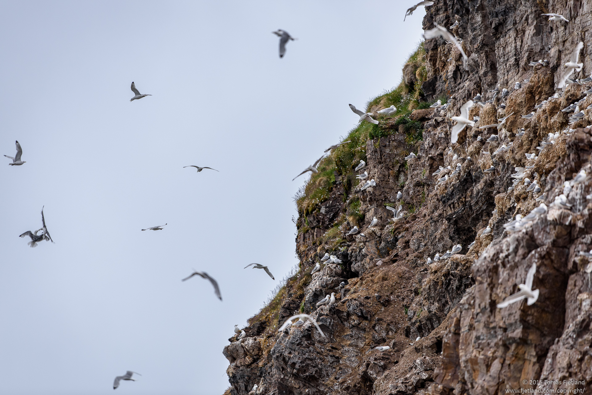 Kittiwakes nesting in the Ossian Sars mountain cliffside