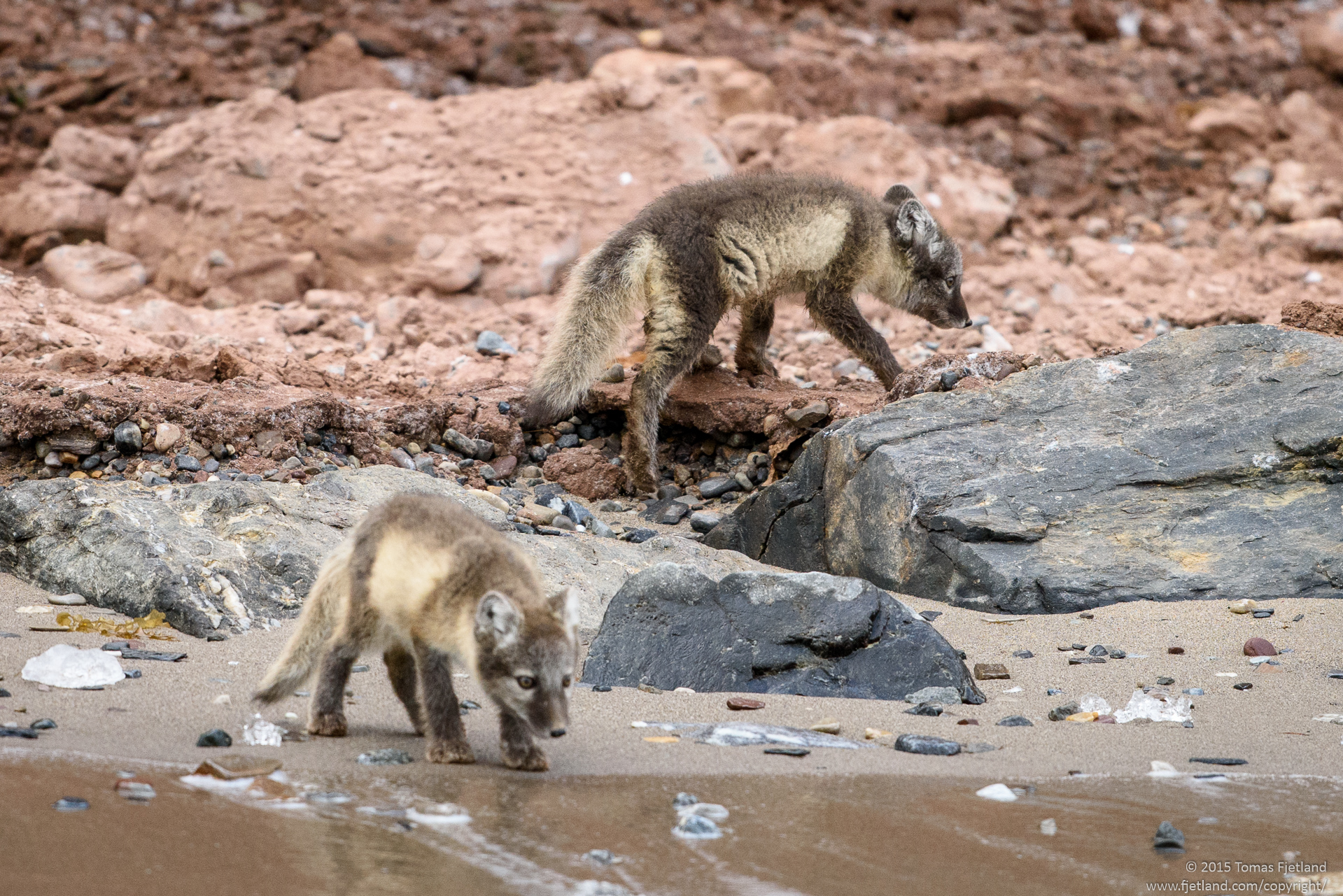 Arctic fox cubs exploring the beach
