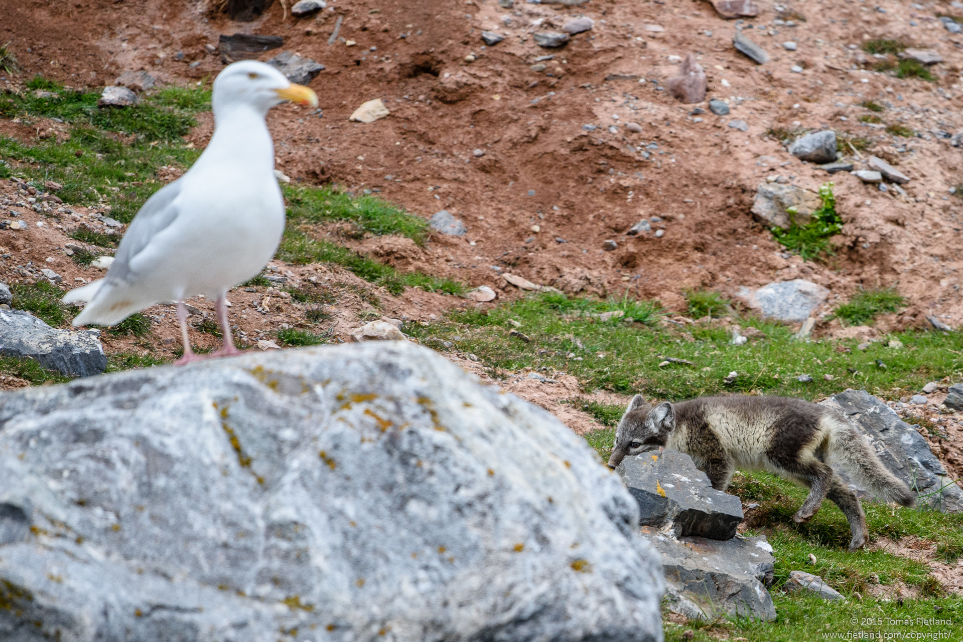 Arctic fox cub sneaking up on a large Glauceous gull