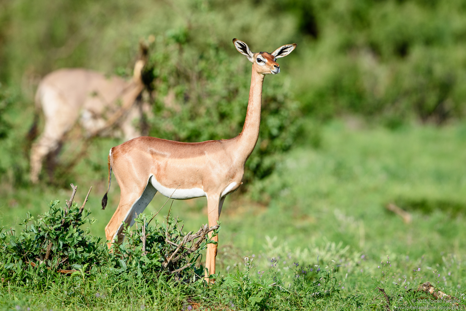 Gerenuks are unique among antelopes in that they can stand on their hind legs to reach leaves too high for other antelopes to eat. Combined with their very long neck, they are then in competition only with giraffes and elephants for food.