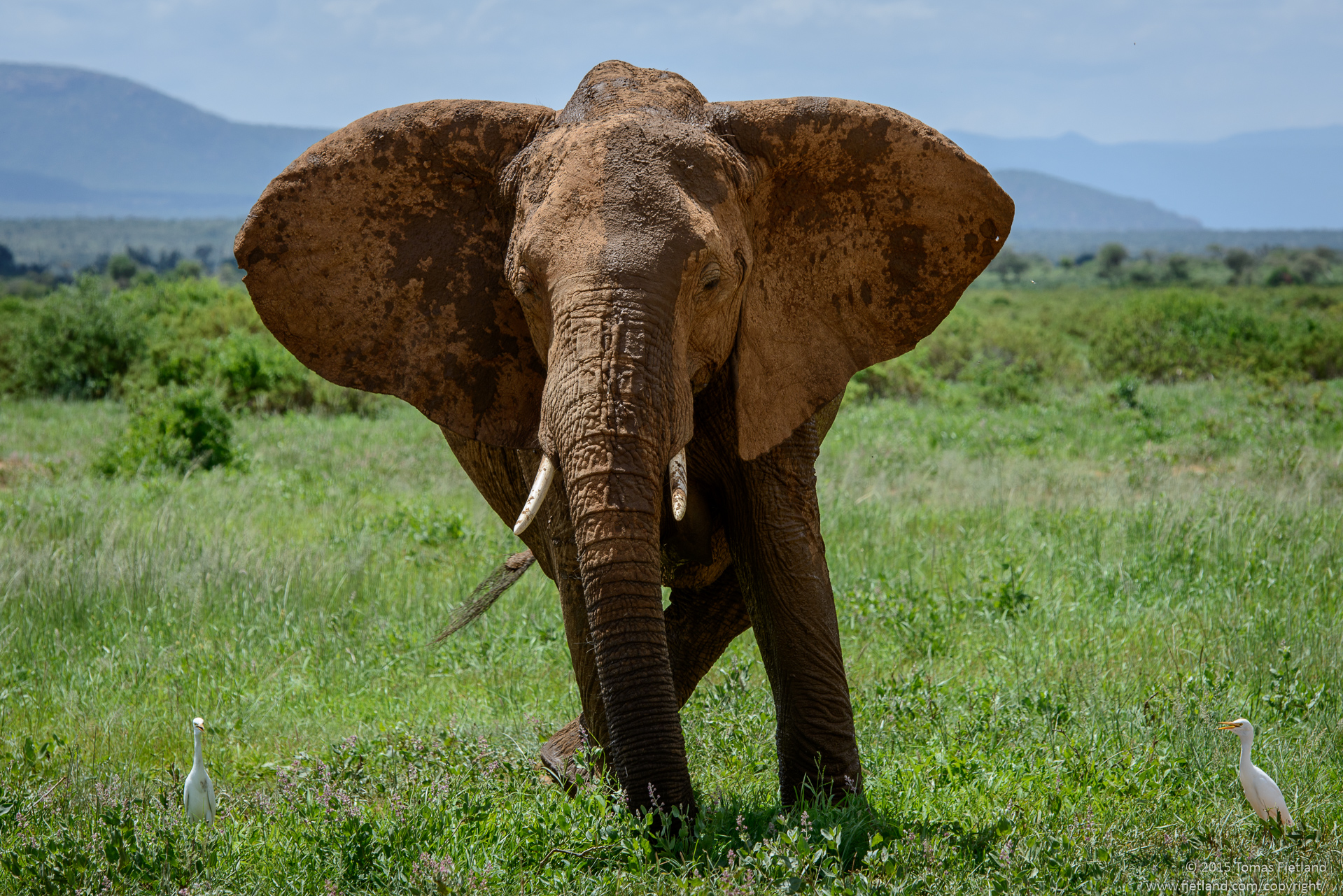 Despite the magnificently versatile trunk, elephants still struggle with getting rid of parasites and bugs