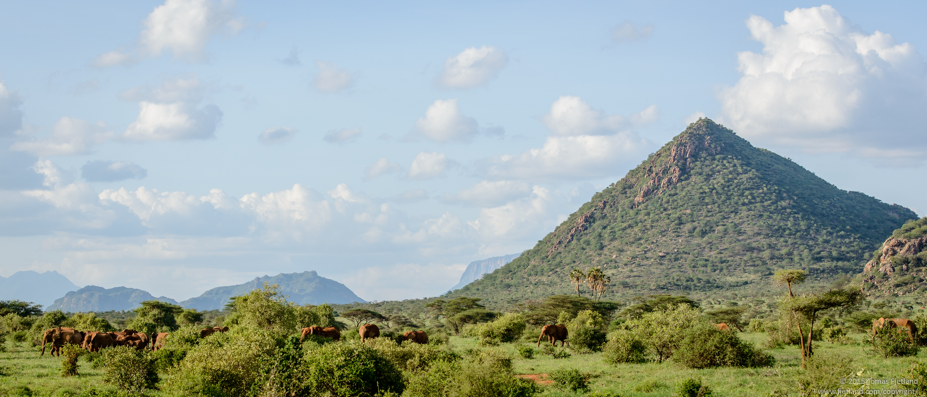 In November 2014, I saw far more elephants in Samburu than I had seen the previous years. They were so many they seemed to group in herds larger than the usual families