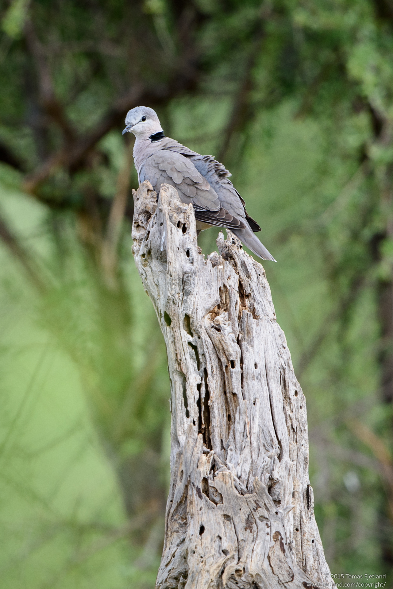 This ring-necked dove was very hard to spot on a distance, as it sat completely still as a n extension of the dead tree