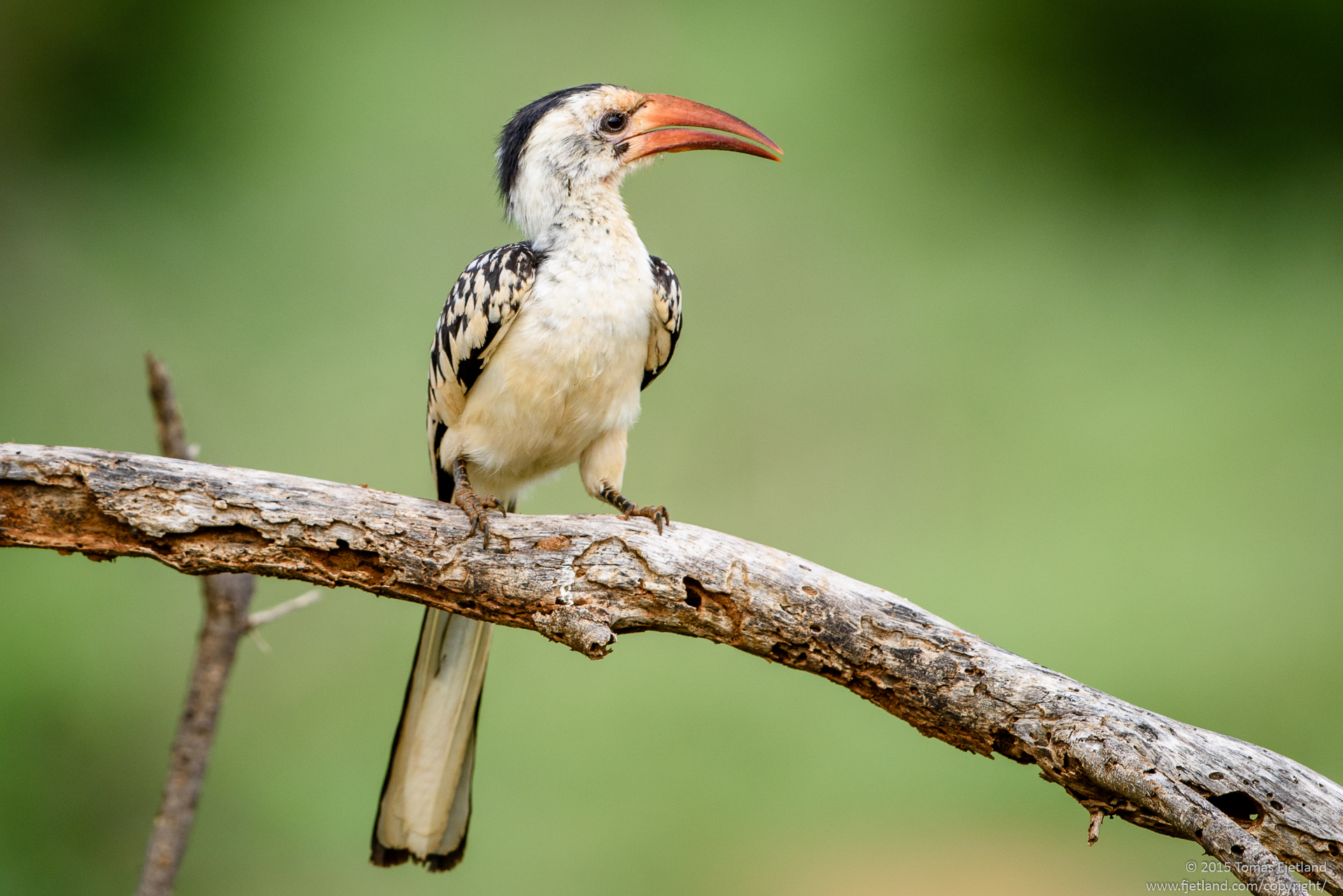 This red-billed hornbill was trying to impress a female by showing her how much mud he could fit in his beak. Males use mud to seal the female inside hollow trees where she looks after the eggs