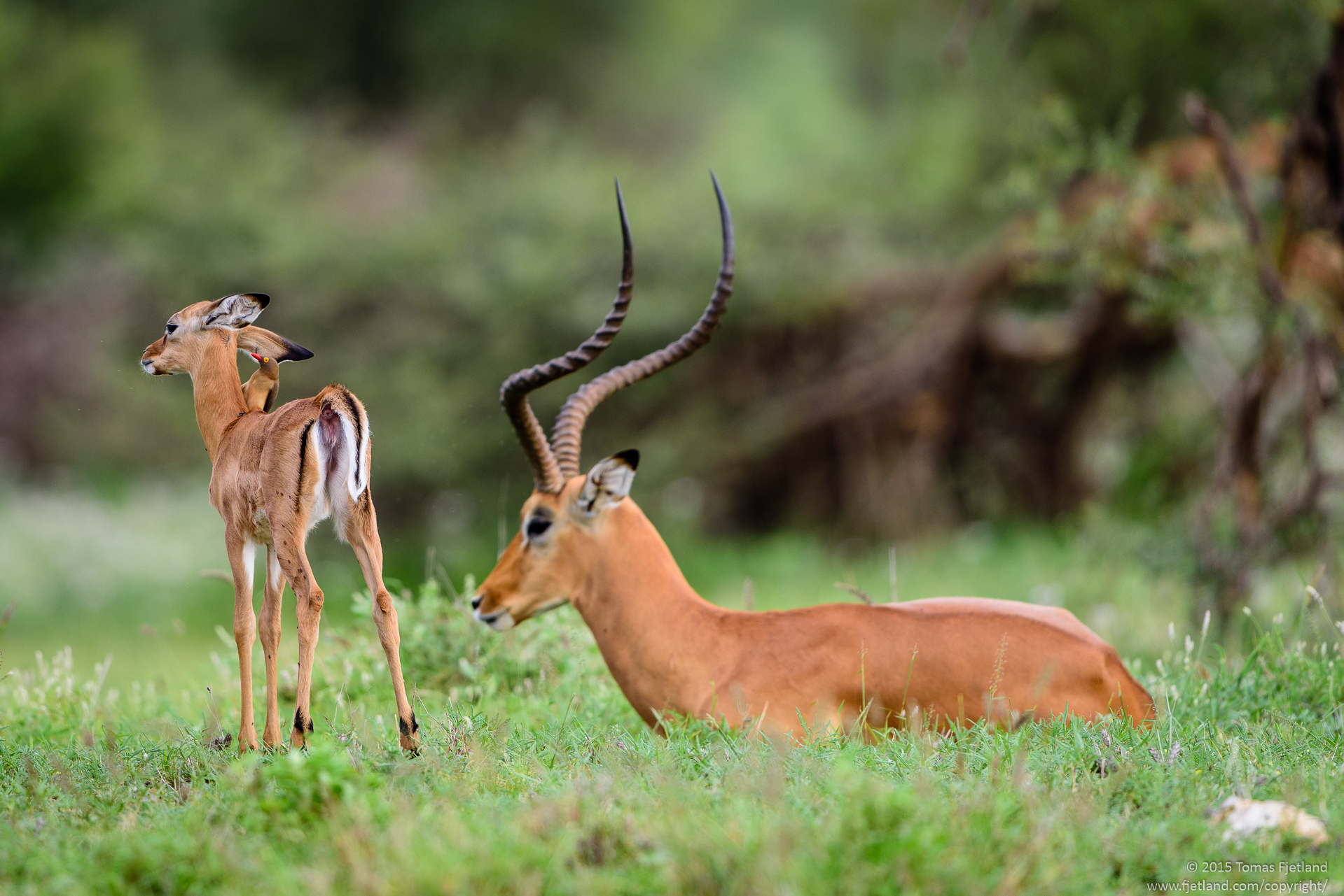 The Impala calf is obviously not used to being attended to by oxpeckers, but it seems the pests and parasites are still more uncomfortable than the cleaning bird