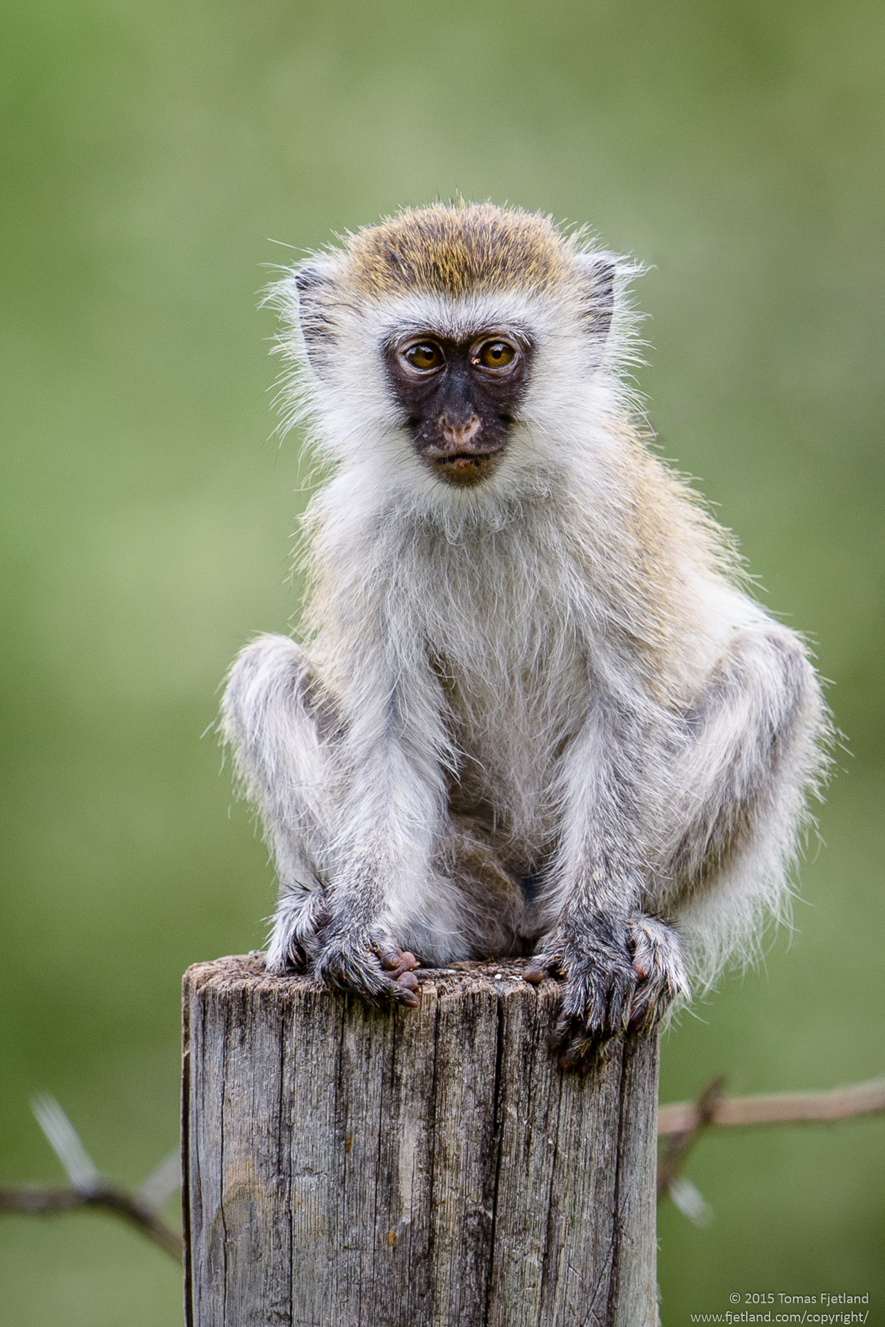A young Vervet monkey posing on a fence post next to the camps pool