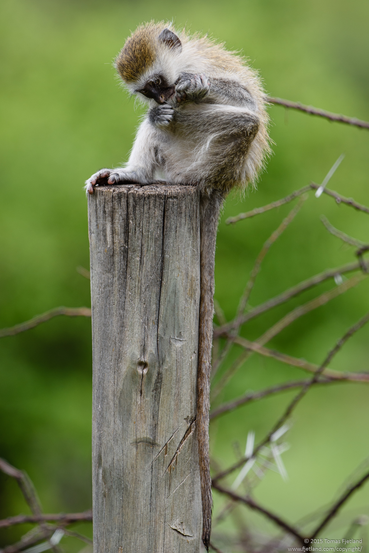 This young Vervet monkey decided to take a break from watching us for anything to steal so he could do some pedicure
