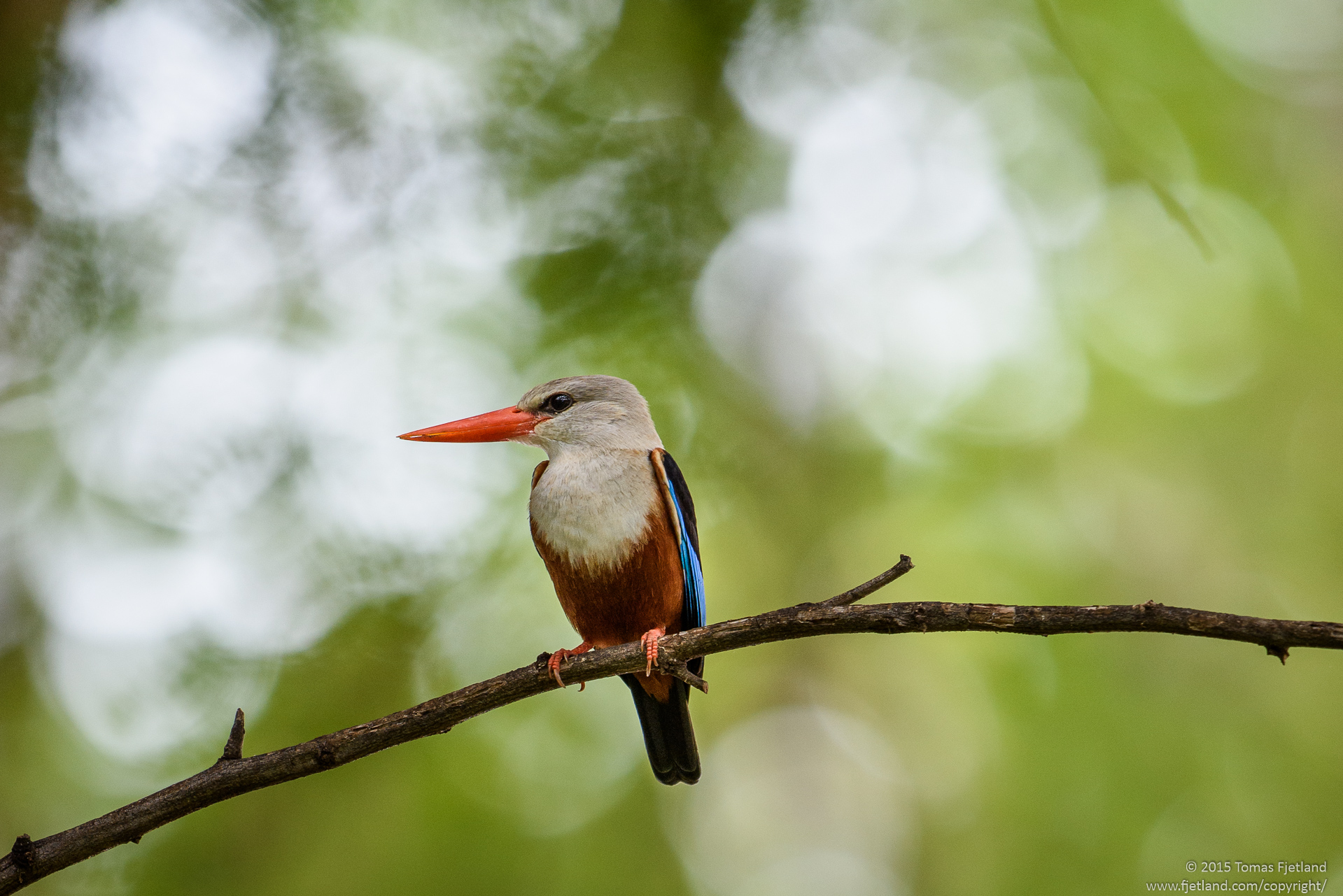 Grey-headed kingfisher perched on a branch right next to the "Lobby" tent inside Larsens camp