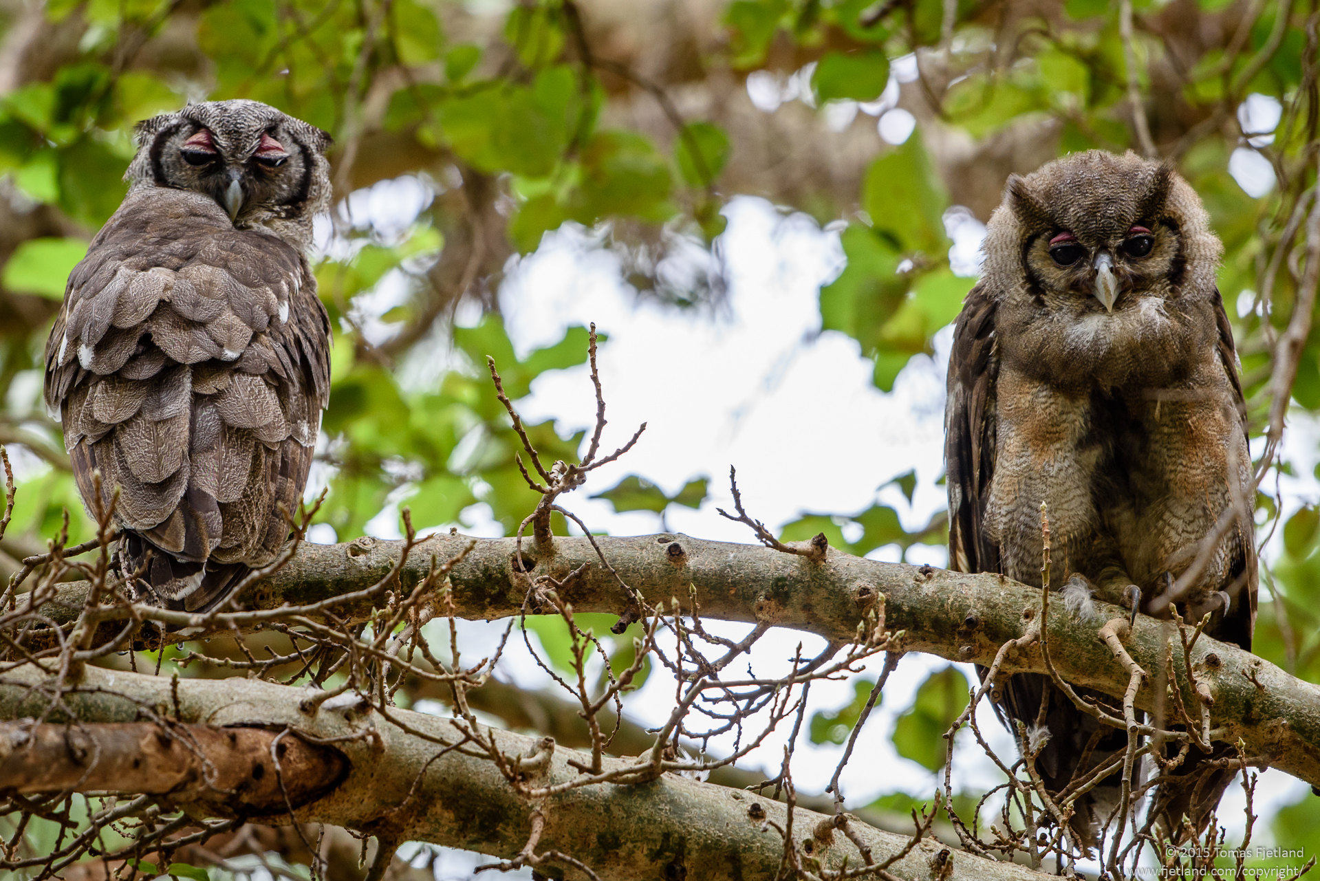 This pair of Verreaux's Eagle-Owls were sitting in a tree right above my tent inside Larsens camp. You could easily spend a whole day shooting birds just inside of Larsens camp, it's so full of beautiful species