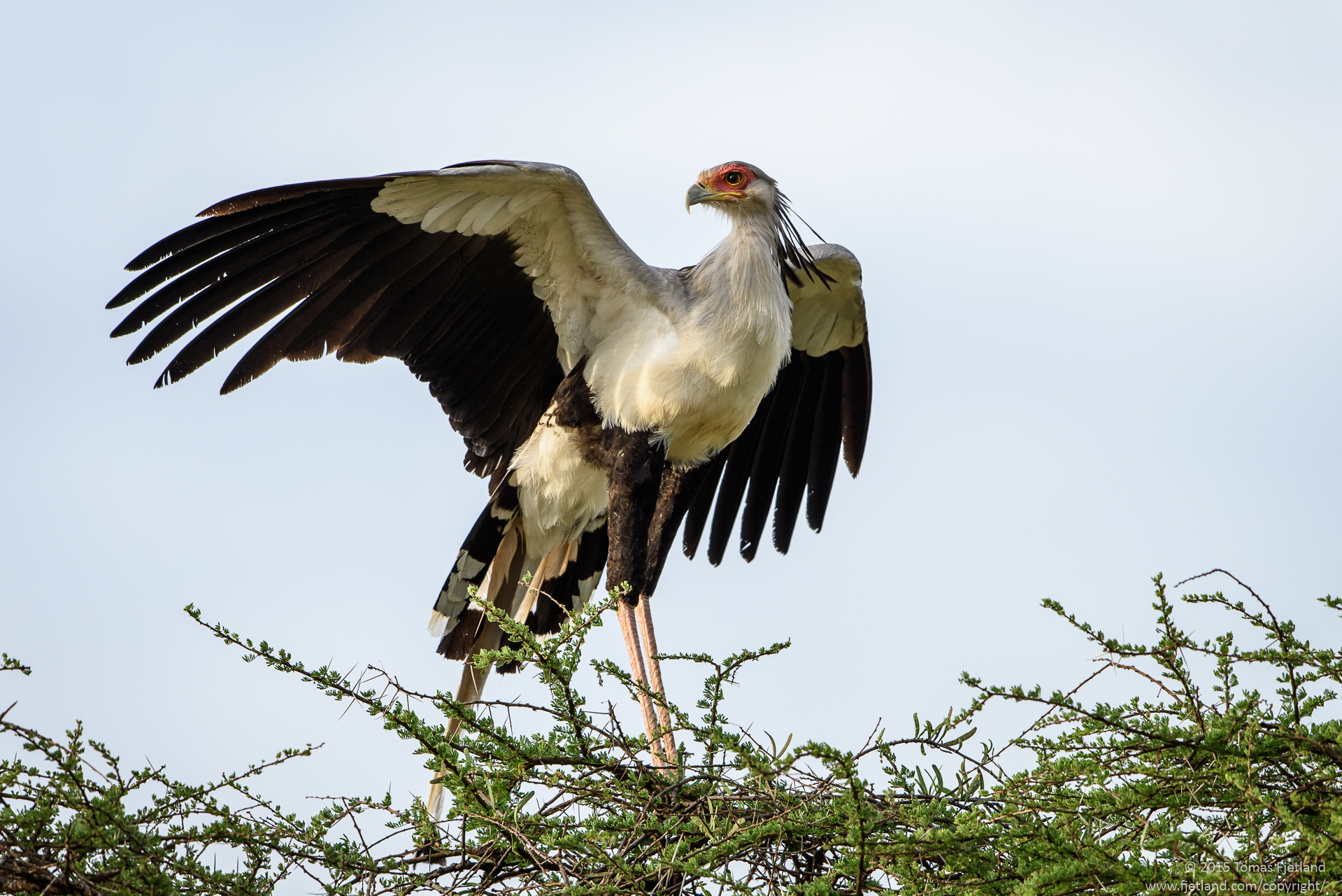 The magnificent Secretary bird stretching its wings before takeoff