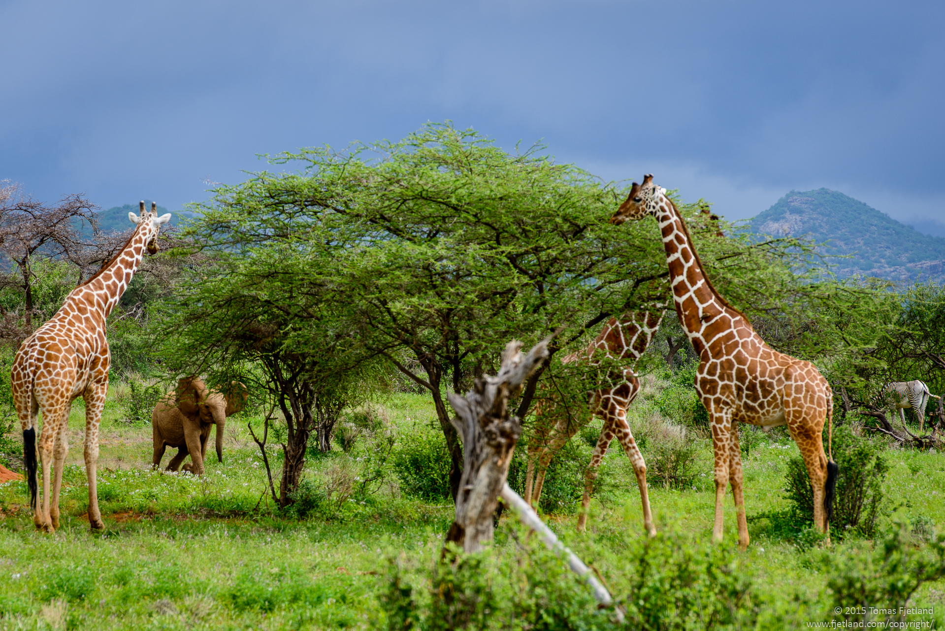 As we were photographing these giraffes, suddenly an elephant cub came running in trying to see how tall animals he could scare. Only one of the three trotted away, which seemed more like playing along than anything else