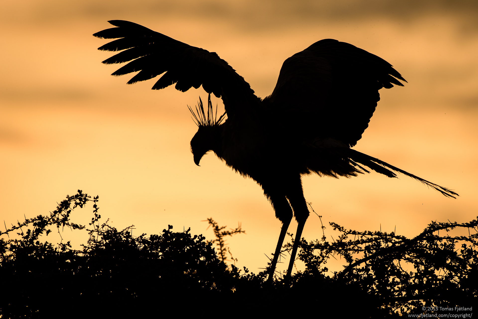 Silhouette of a Secretary bird in the top of an acacia thorn tree against the sunrise.