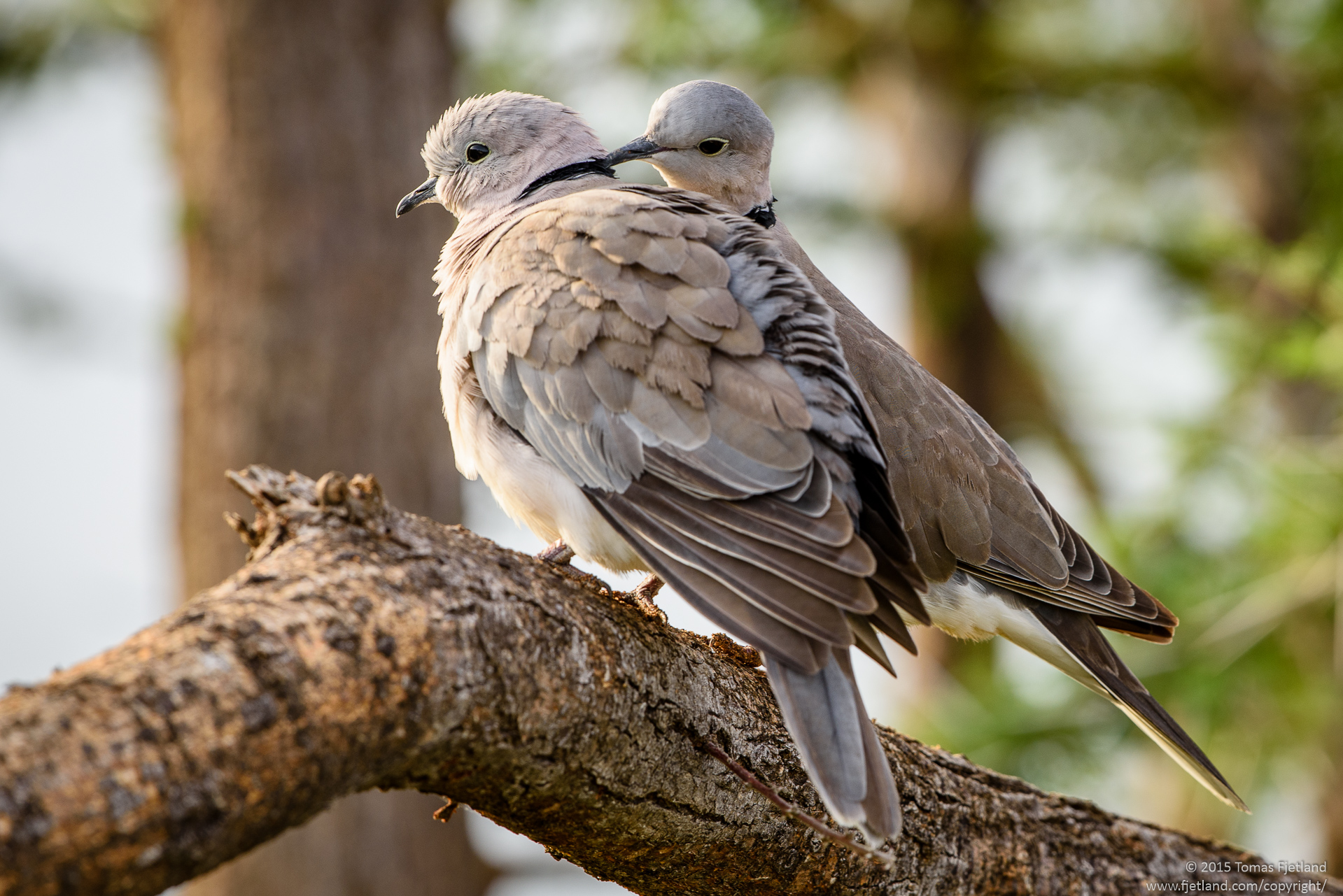 Two Ring-necked doves acting like turtledoves in a tree in Samburu.