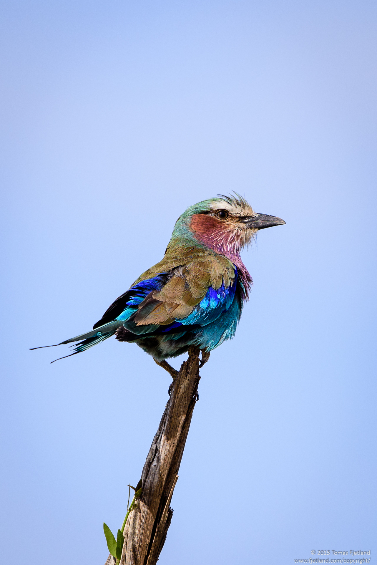 The beautiful Lilac-breasted Roller poses in the top of a dead tree. No doubt one of the most beautiful birds of east Africa.
