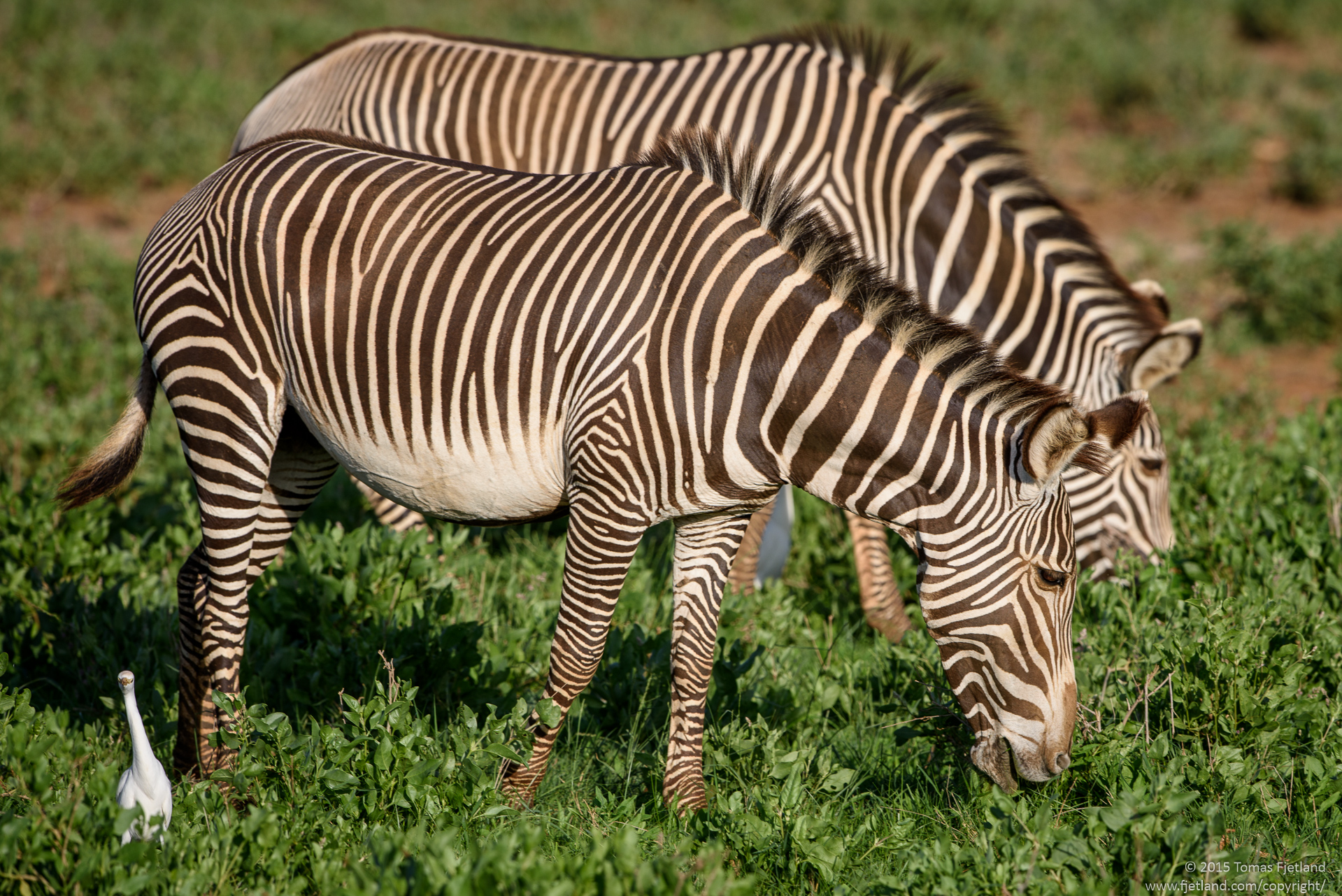 A pair of Grévys Zebras. Notice the denser stripes and how the stripes don't go all the way down and under the belly like on "Mara" Zebras.