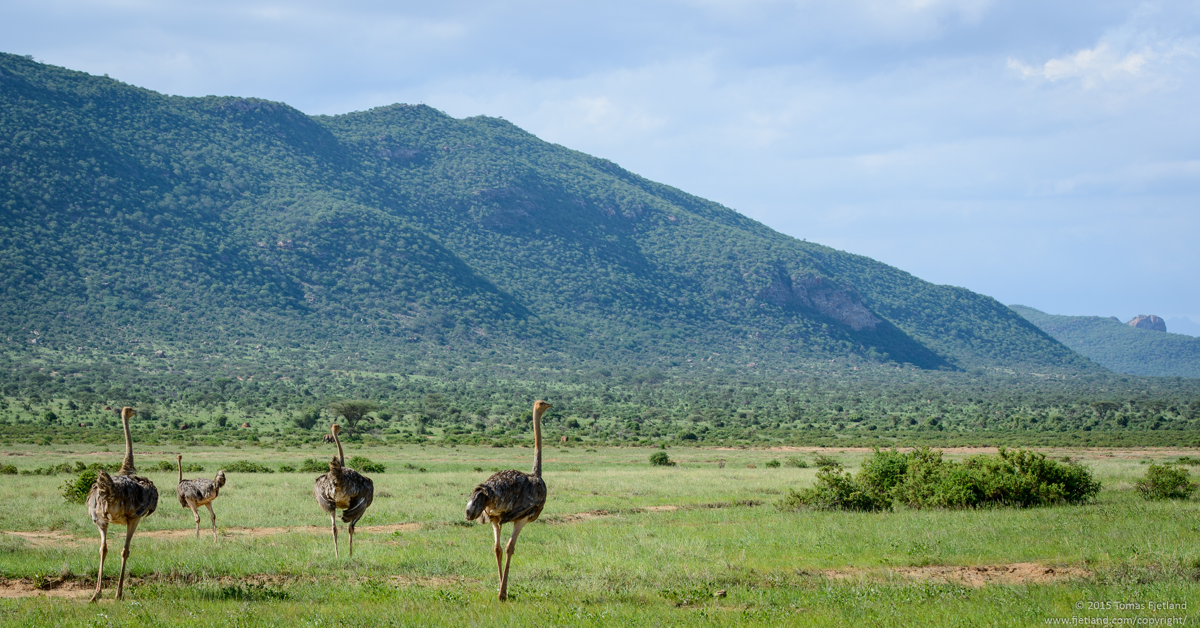 A group of young Ostriches.