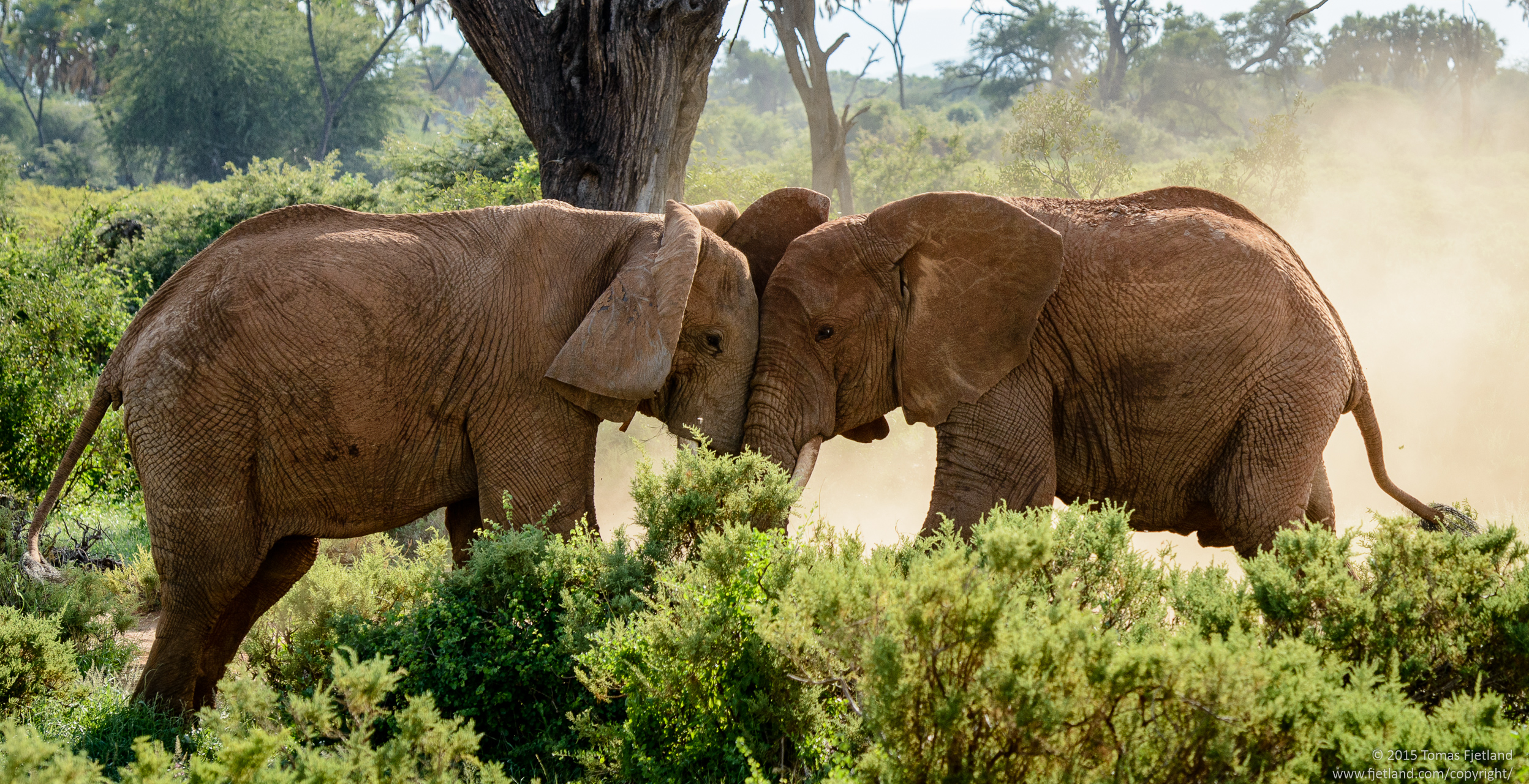 Elephant bulls going head to head in a clearing in Samburu.