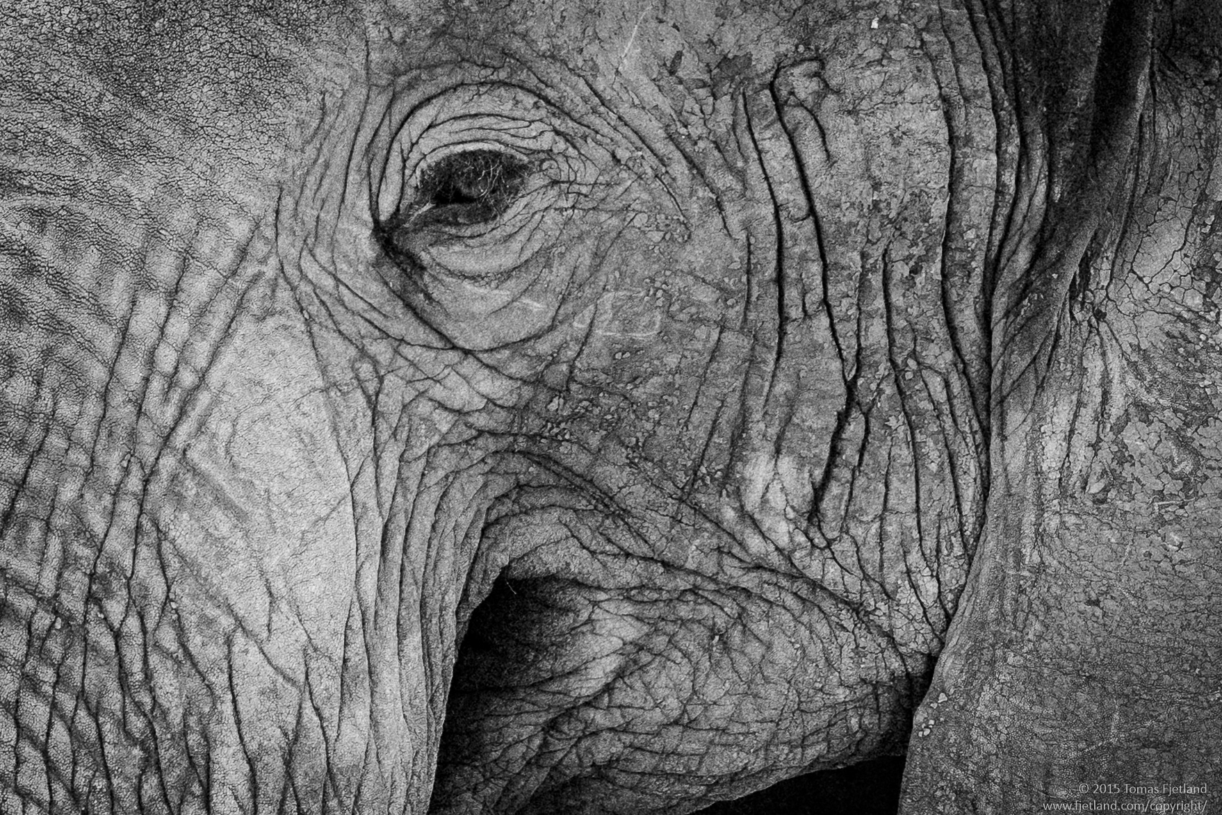 Black and white portrait of a battleworn Elephant male.
