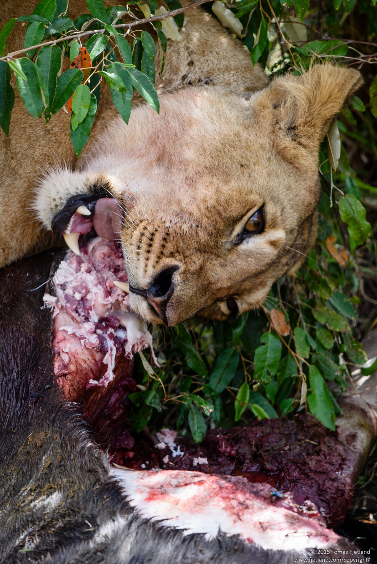 Lioness eating a wildebeest